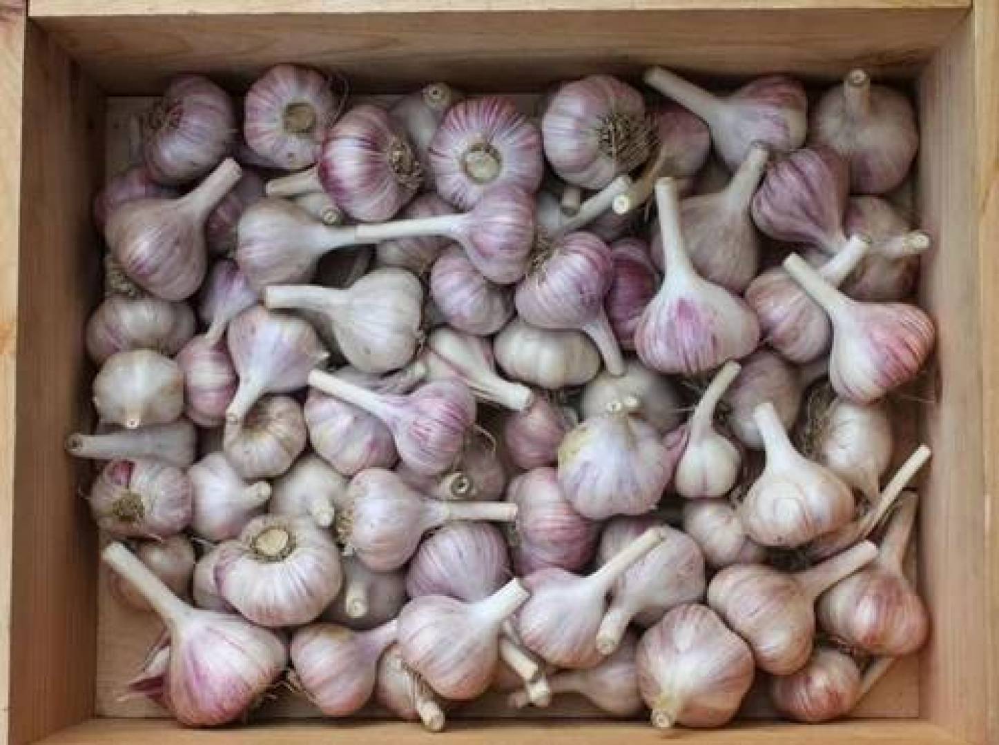 الثوم بديل طبيعي محل غسولات الفم الطبية