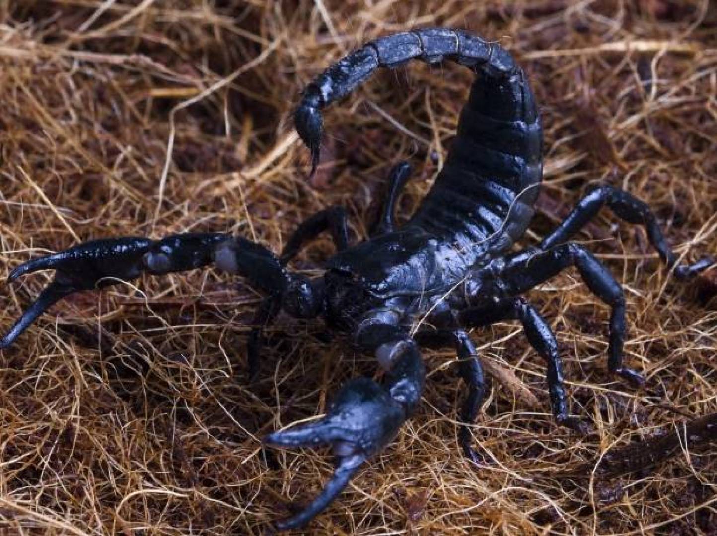 سم العقرب يتيح أمل جديد لعلاج السرطان