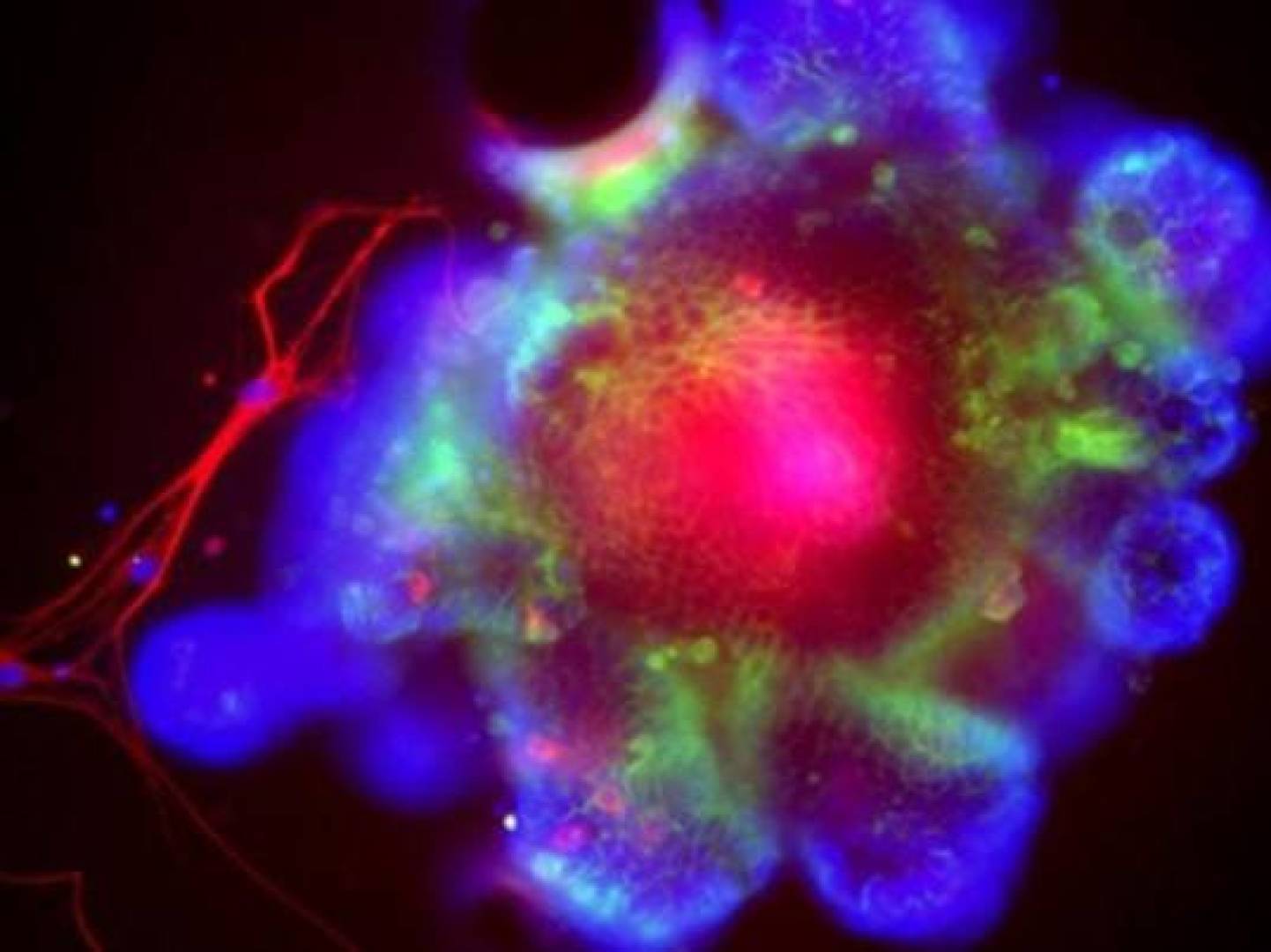 الكشف عن بروتين يفسح الطريق لدمار الكبد