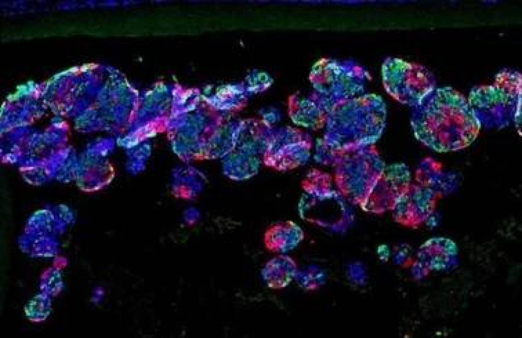 اكتشاف طبي يتيح التحكم في الخلايا الجذعية مهم في مجال الطب التجديدي