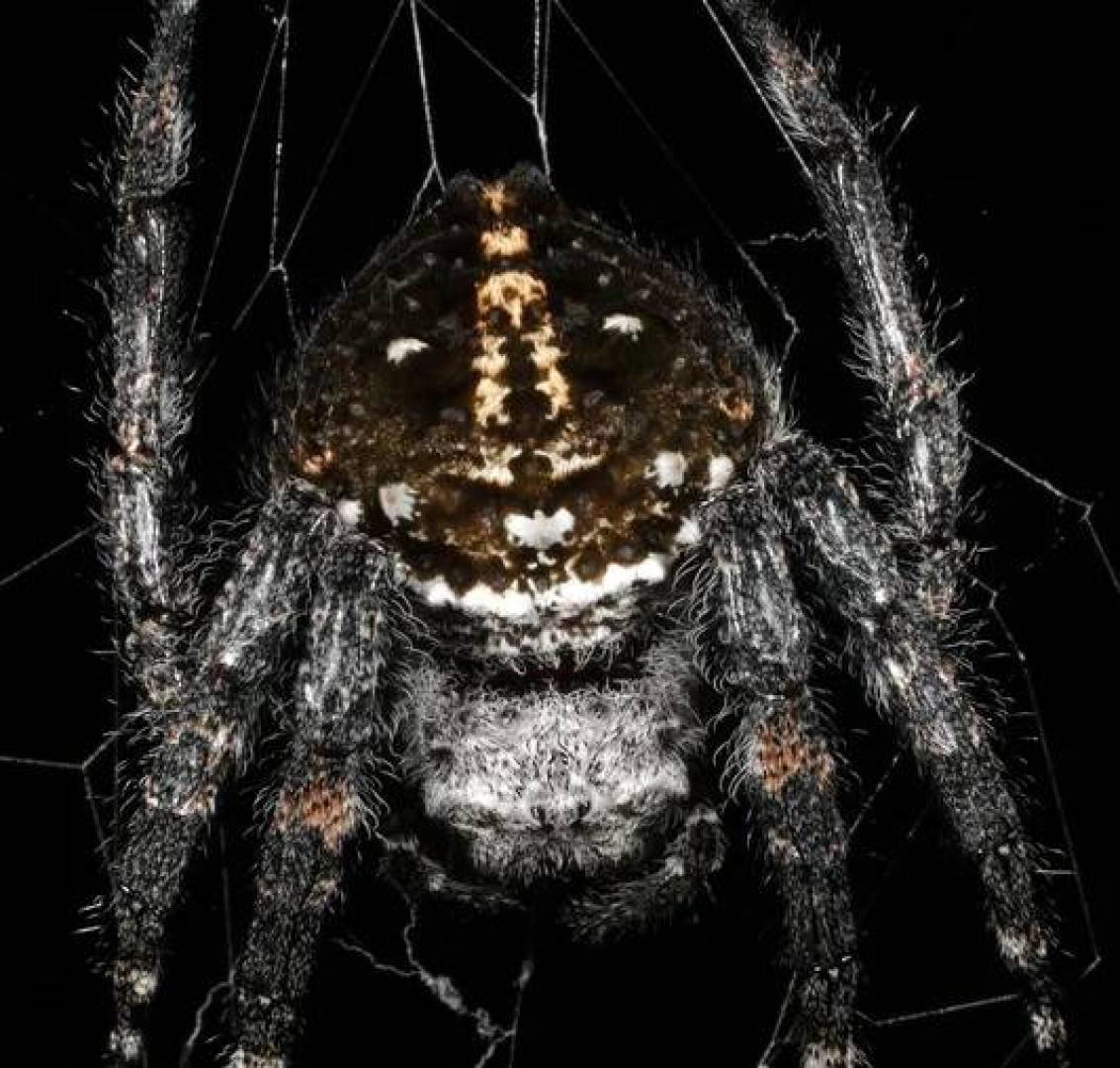 اكتشاف أقوى نسيج عنكبوتي على وجه الأرض