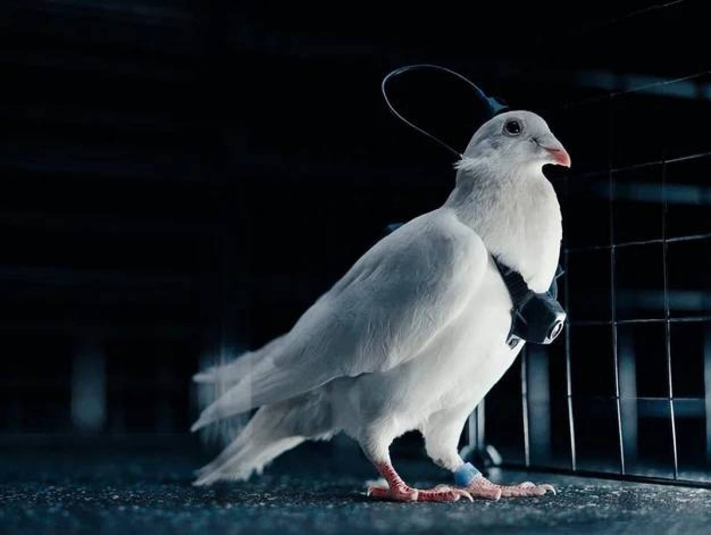 روسيا تختبر أول حمامٍ مزود بشرائح ذكية