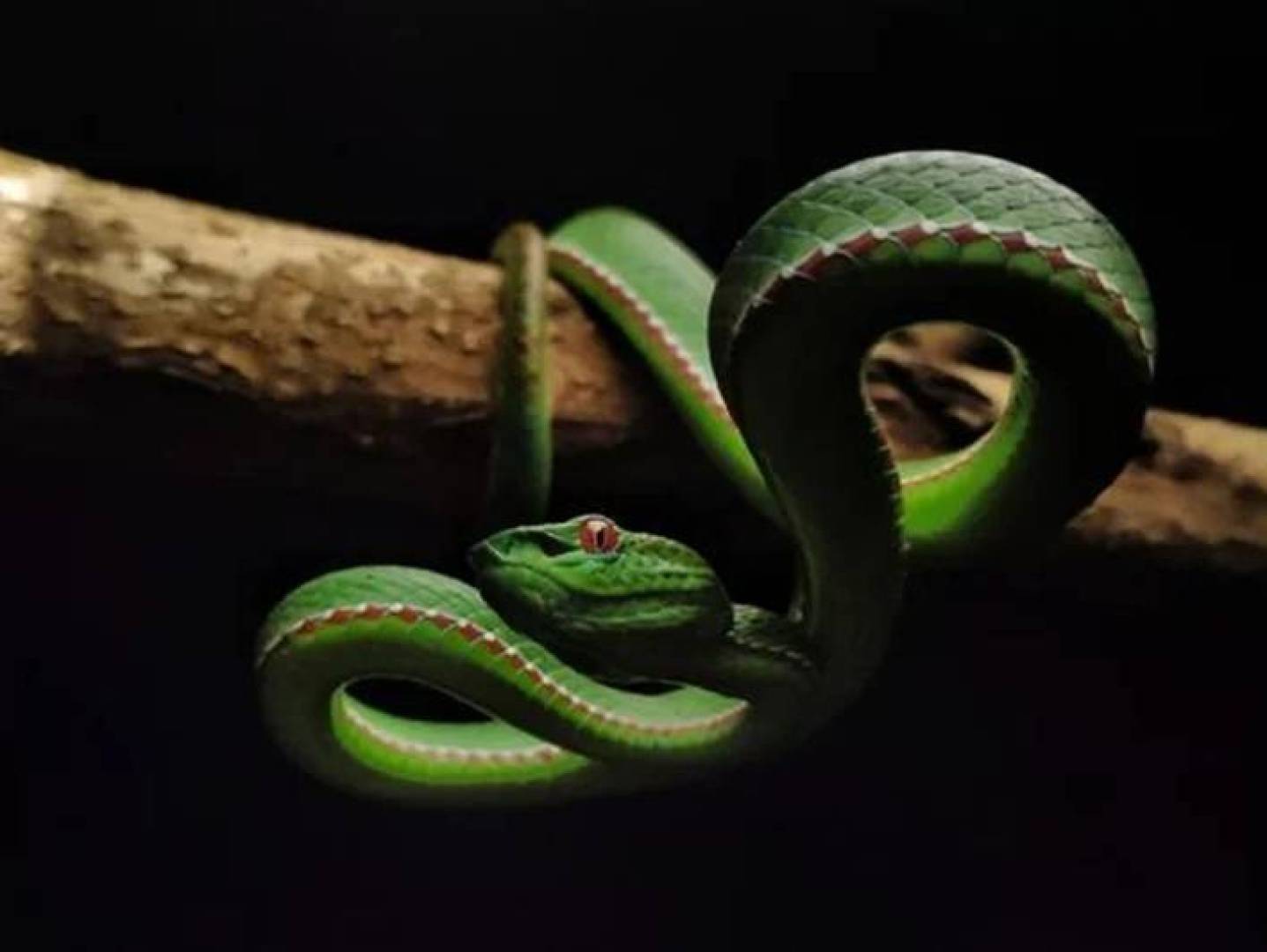 تقنية لقاحات كورونا قد توفر حماية فعالة من السم الأفعى