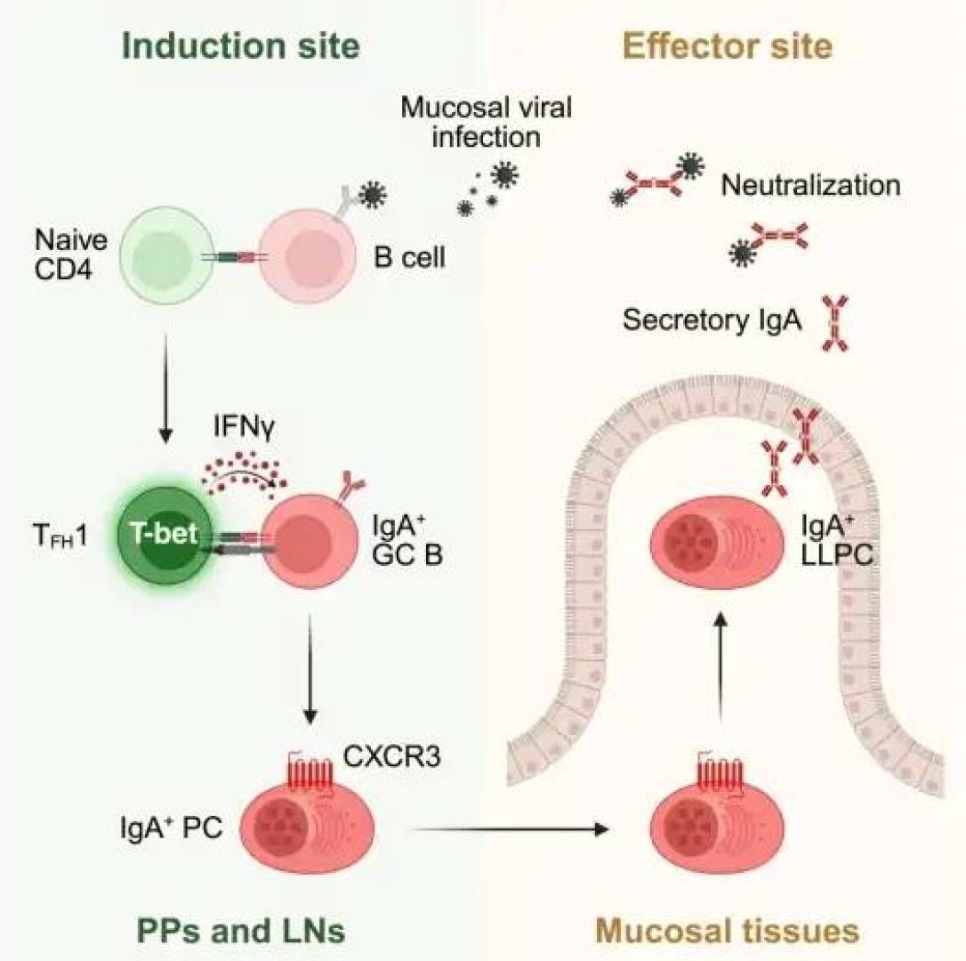 تعرف على أسرار المناعة الدائمة داخل الأمعاء