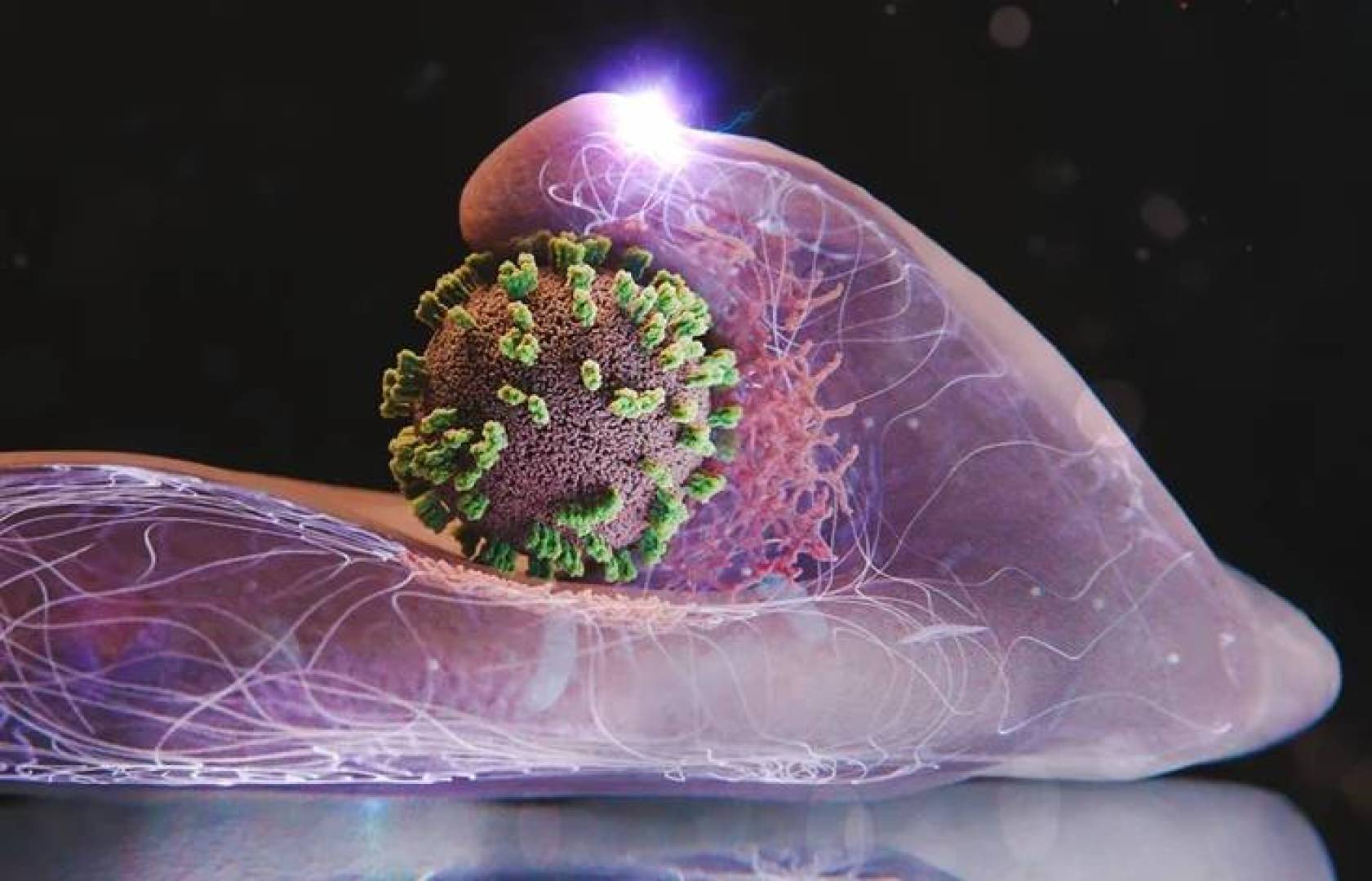 توضح لكيفية نجاح فيروس الإنفلونزا في دخول الخلايا البشرية