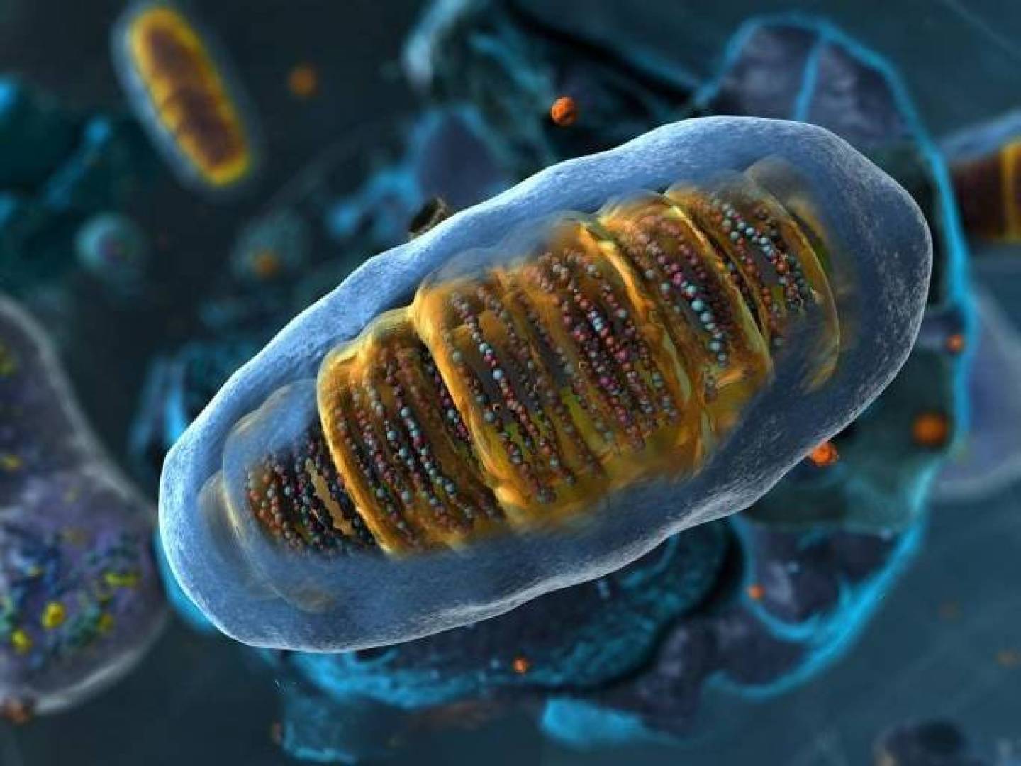 كيفية عمل الريبوسومات كحساسات مبكرة للضغط الخلوي