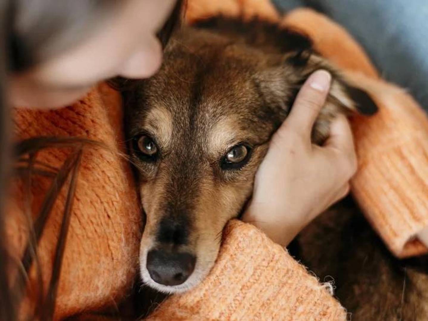 مرض غامض يقتل كلابا في أمريكا والباحثون يحذرون من احتمال انتقاله للبشر | إضآءات