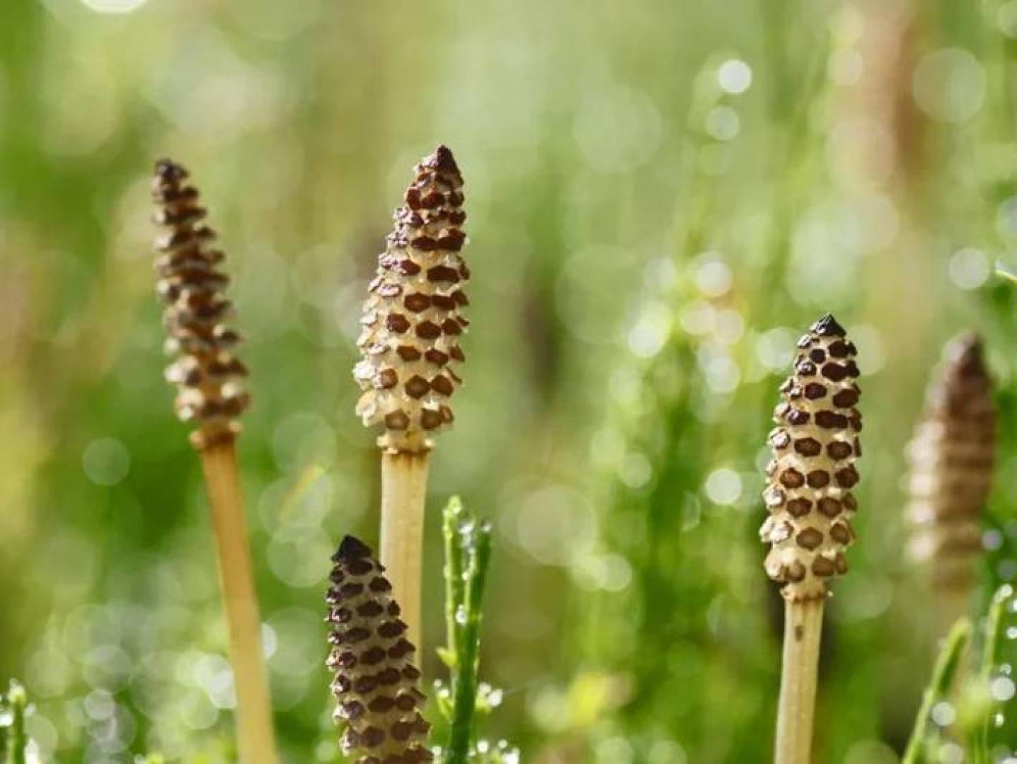 نبات ذيل الحصان القديم ينتج ماءً يشبه المواد القادمة من الفضاء