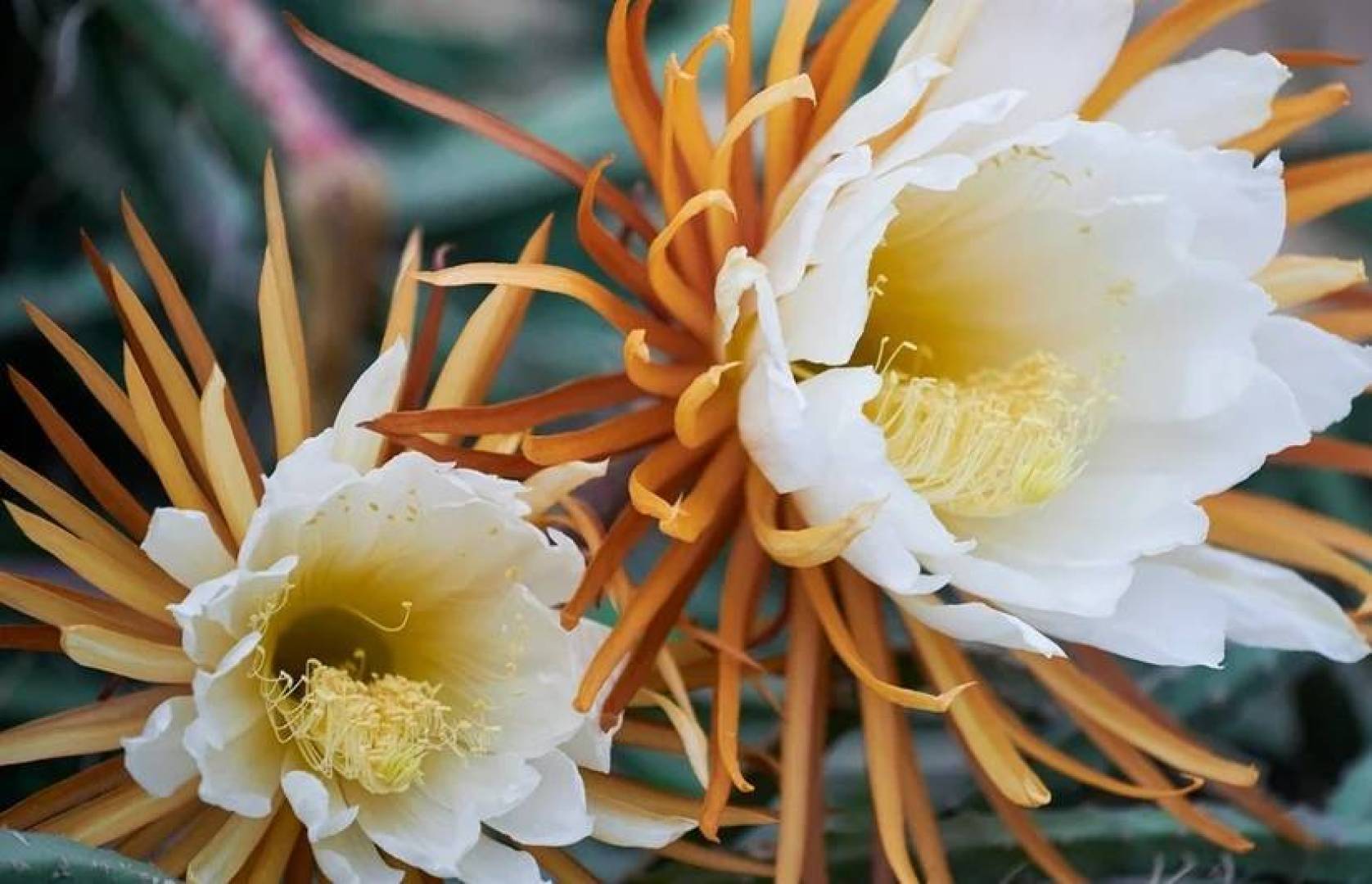 مسار جديد وغير مسبوق لتخليق العطور النباتية