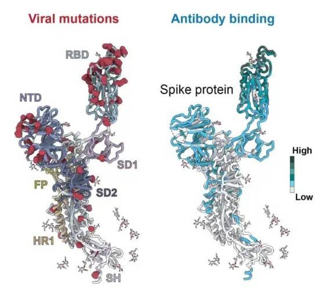 خريطة الأجسام المضادة تكشف أسرار تفوق متحورات كورونا على جهاز المناعة
