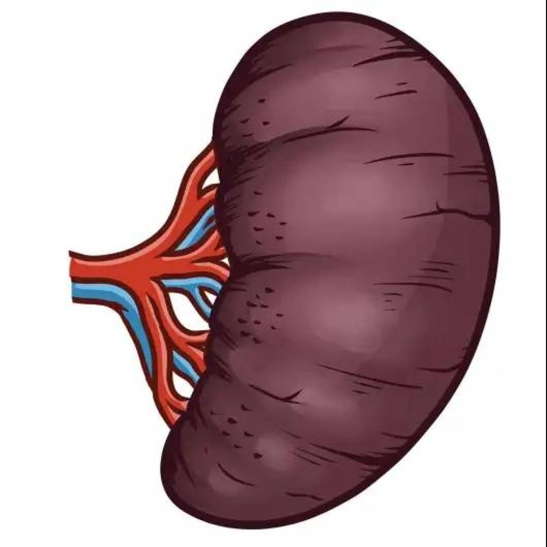 الطحال يلعب دورًا محوريًا في تقبّل الجسم للأعضاء المزروعة