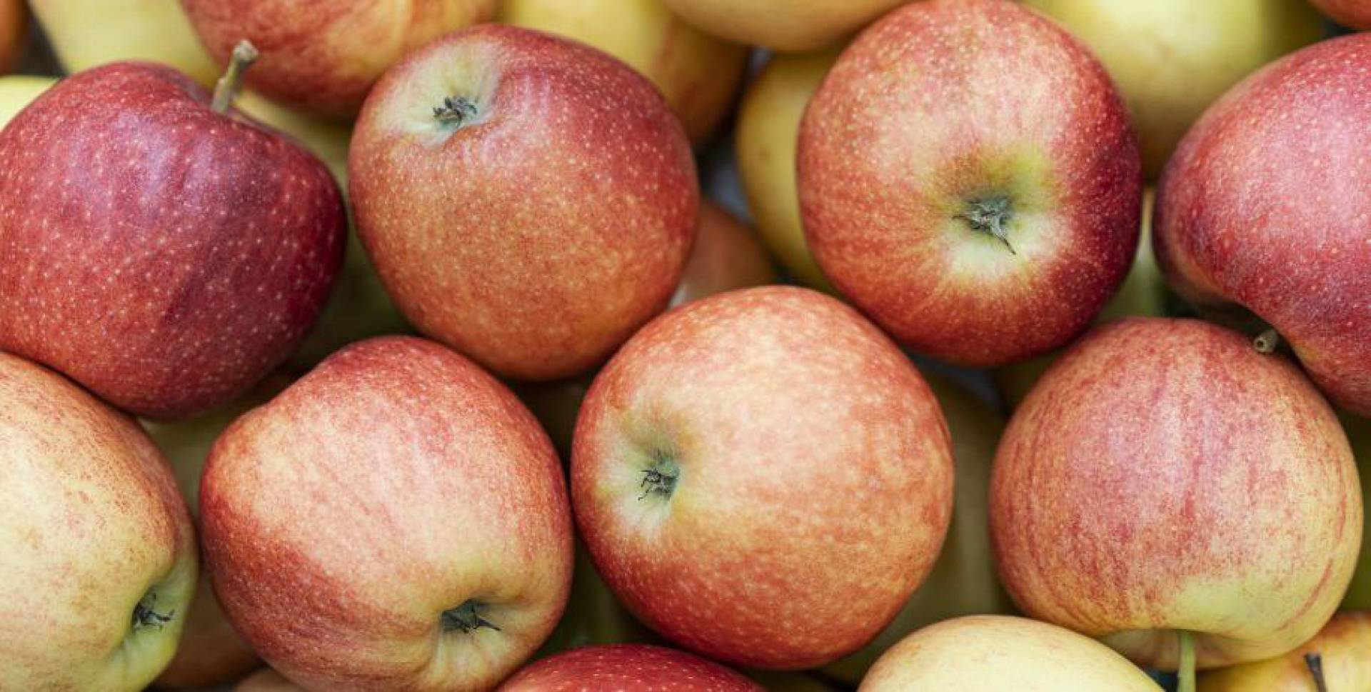 تصنيع غضروف بشري باستخدام هياكل مُزالة الخلايا من التفاح