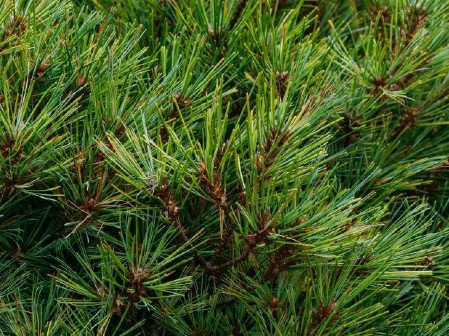 العلم يكشف سر تأثير رائحة الصنوبر على الحالة النفسية