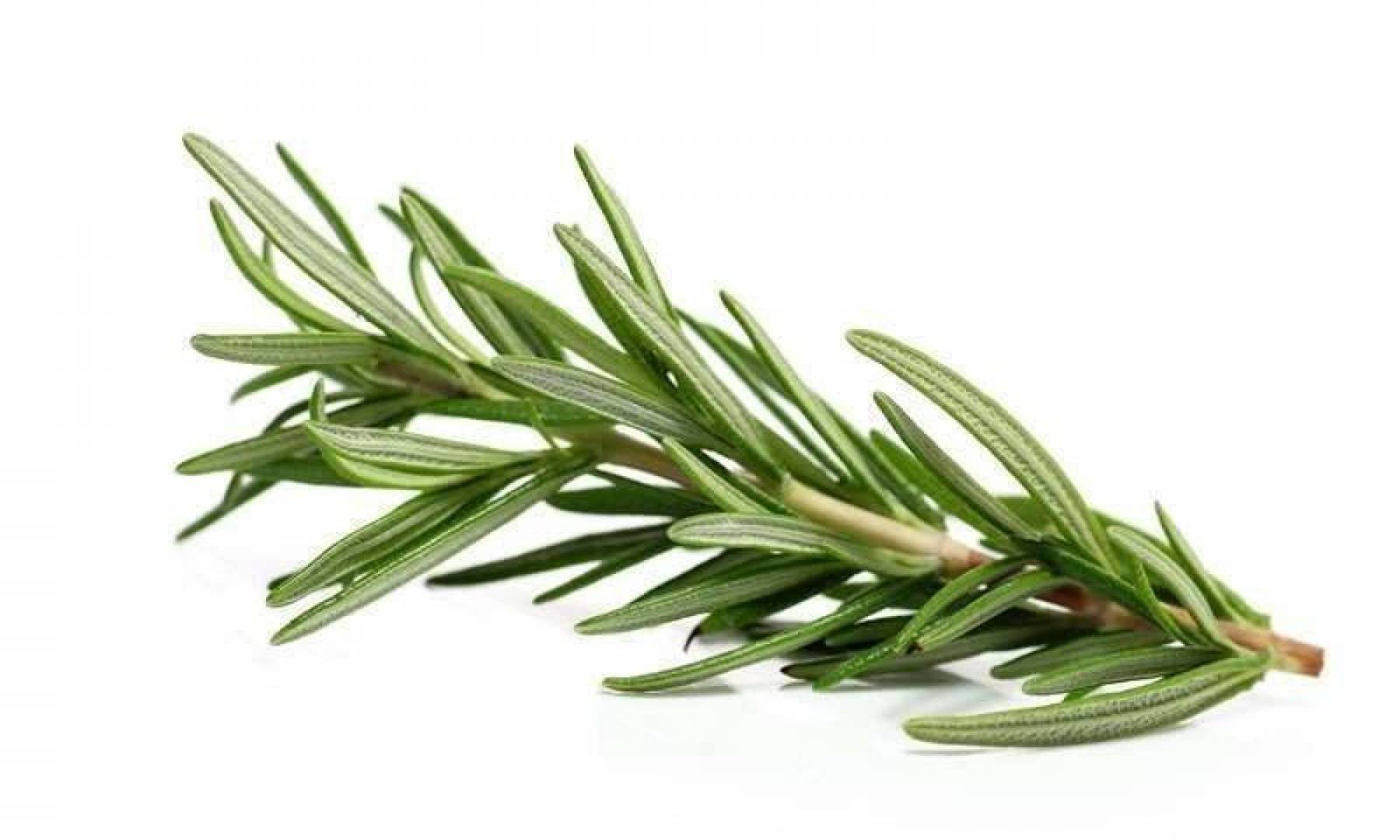 فوائد إكليل الجبل في العناية بالبشرة