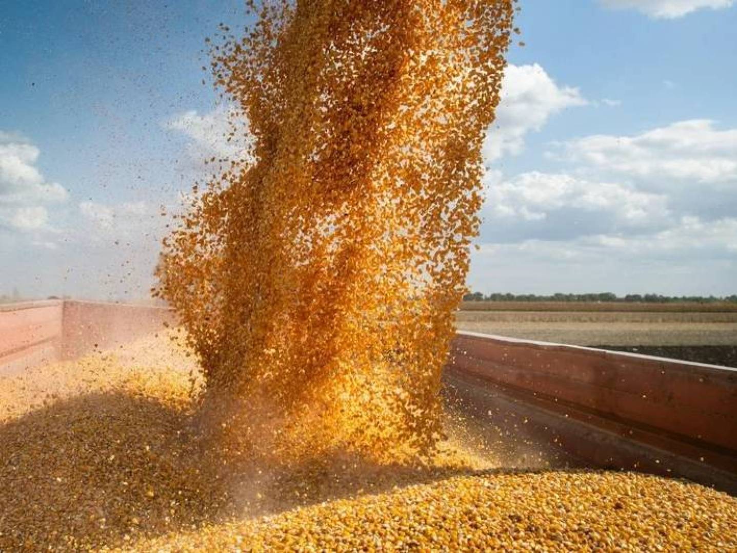 روسيا تطور أول مبيد بيولوجي عالمي لمكافحة أخطر أمراض القمح