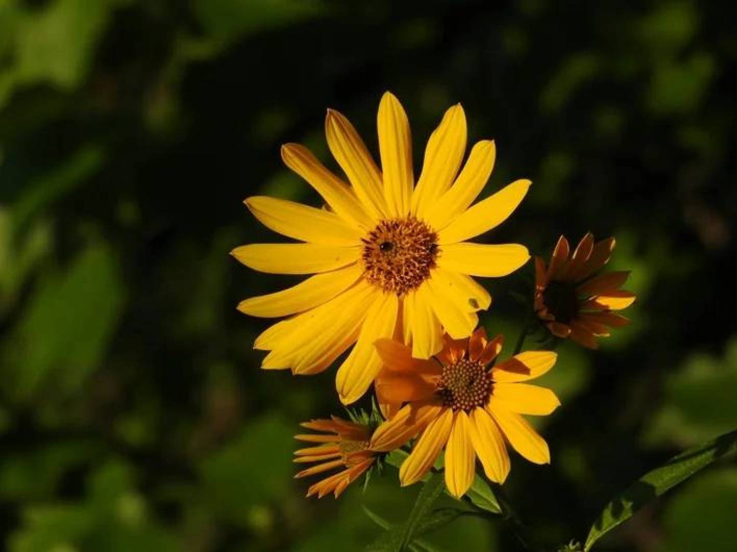 ابتكار روسي لتعزيز الزراعة والصناعة الزهرية