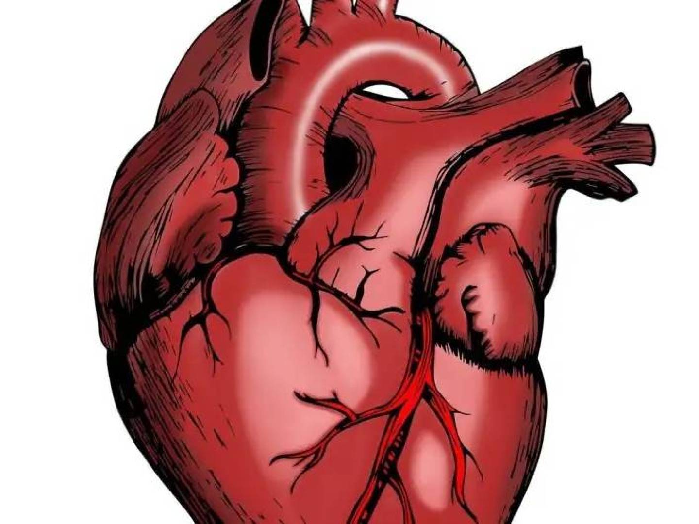 الكشف عن سبب ارتفاع خطر التهاب القلب مع العلاج المناعي المزدوج