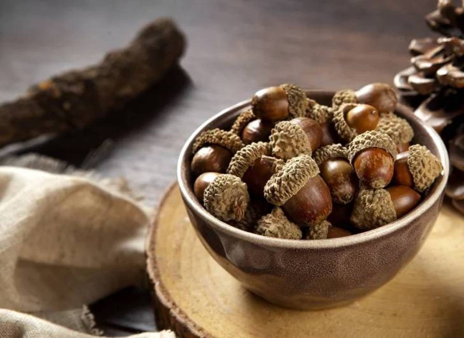 الكشف عن القيمة الغذائية العالية لثمار البلوط