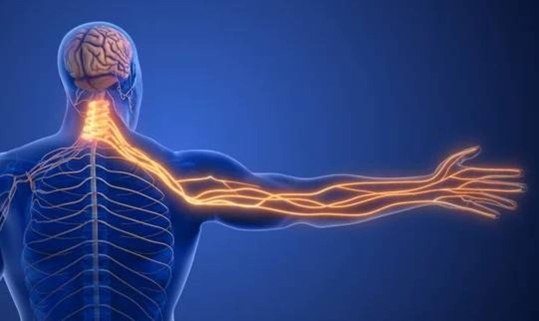 تأثير إصابات الأعصاب على جهاز المناعة