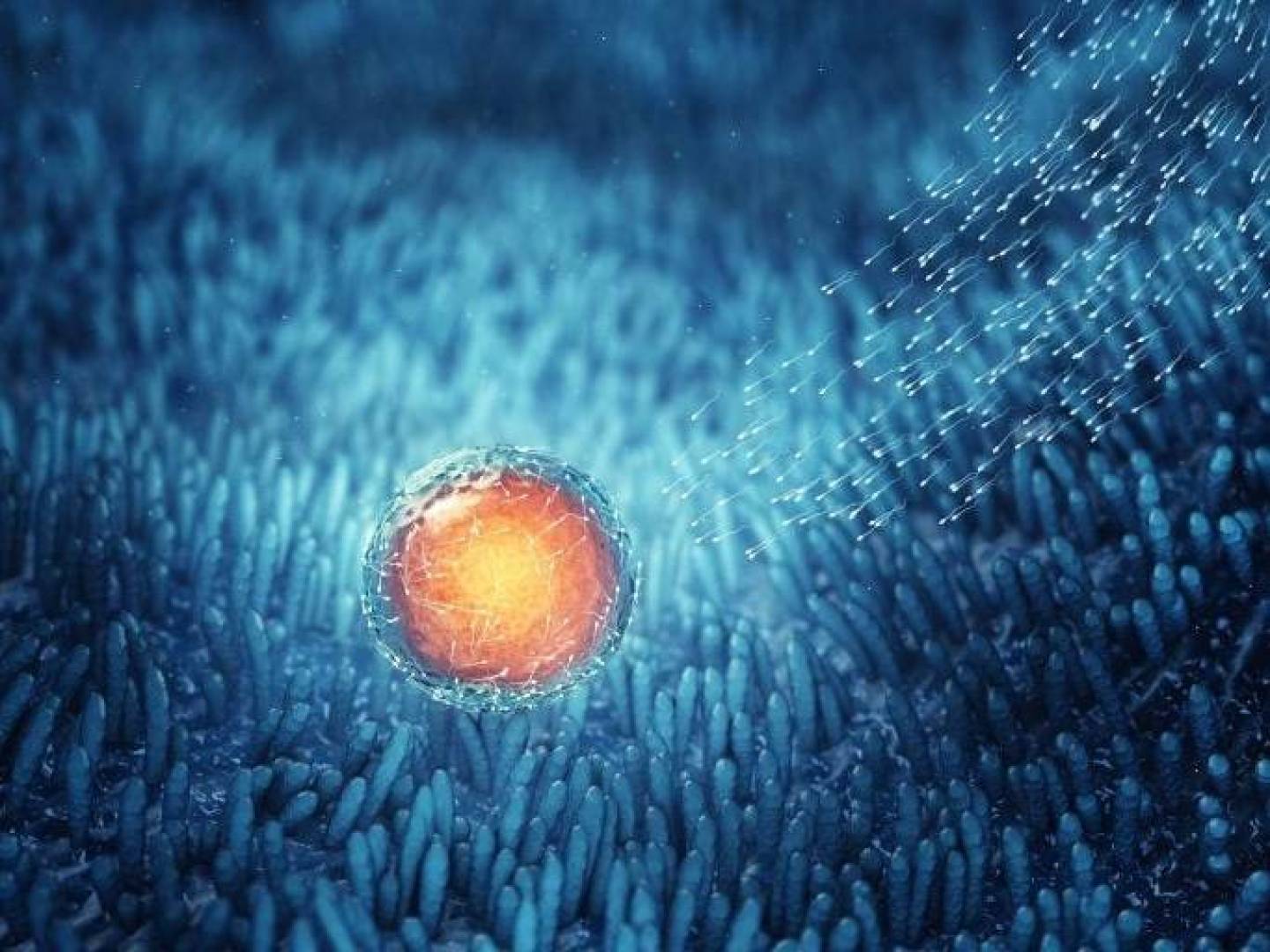 دواء عشبي صيني يحسن خصوبة النساء واستعادة بطانة الرحم