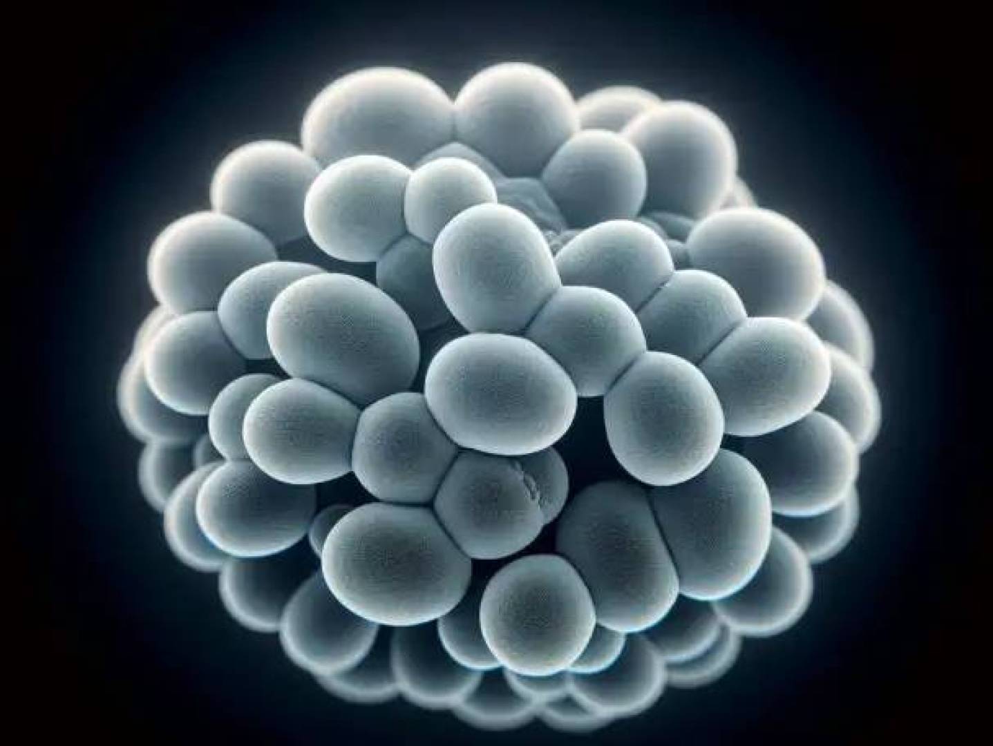 المقاومة الدوائية تجعل علاج القلاع أكثر صعوبة