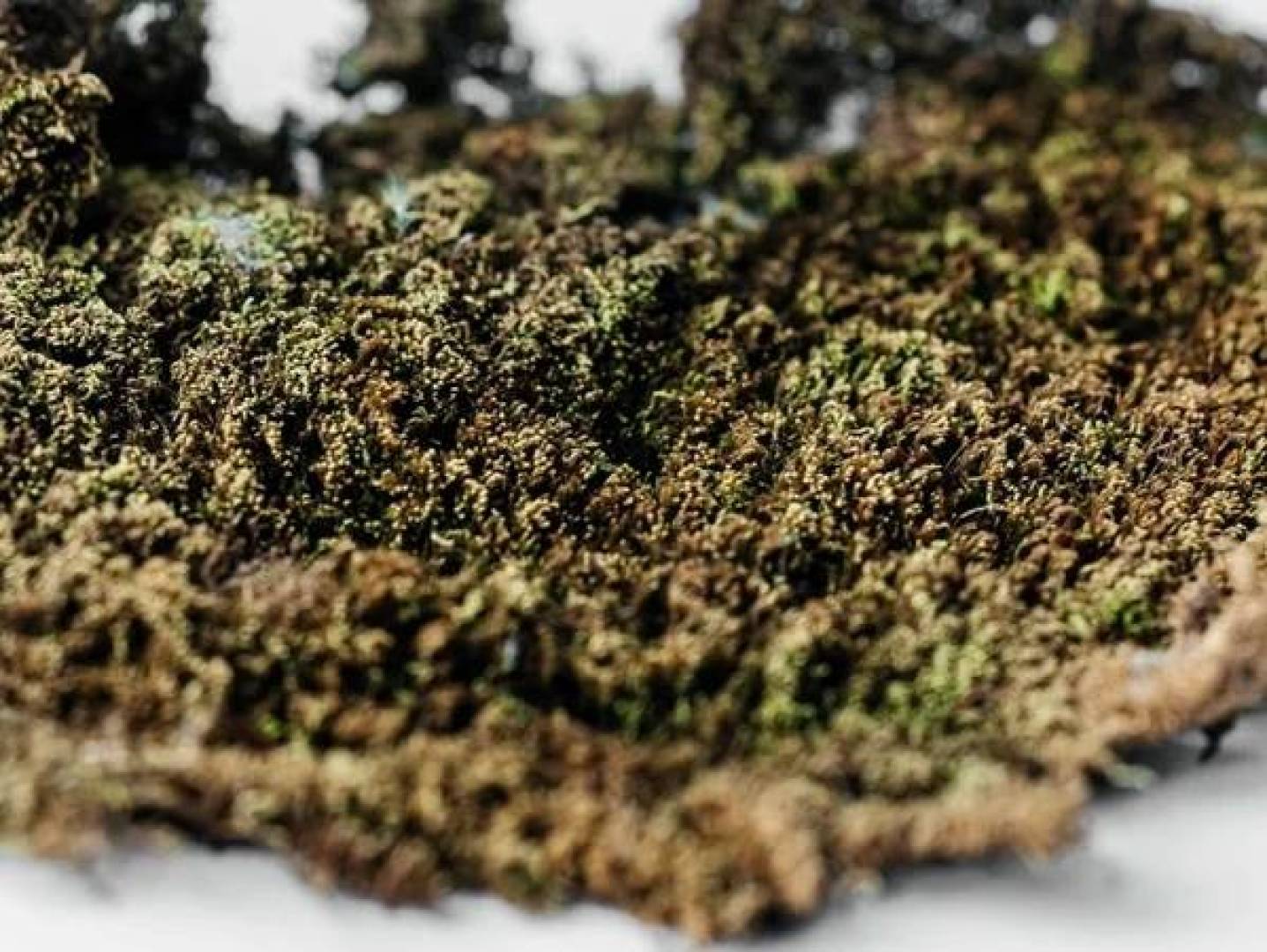 الطحالب تكشف مستويات تلوث الهواء بالمعادن الثقيلة