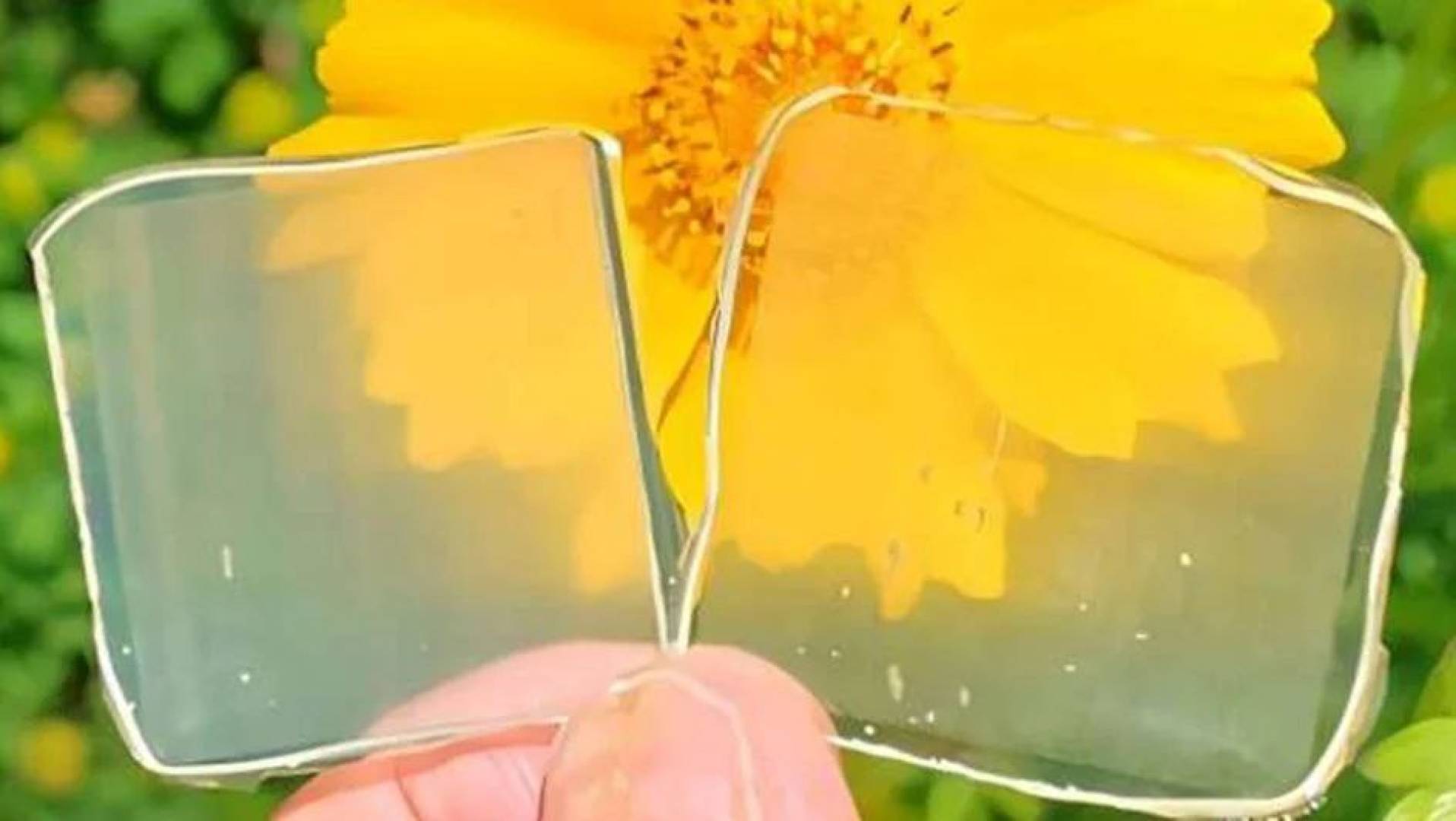 مادة شفافة من الخشب دون بلاستيك: إنجاز بيئي جديد في مواد البناء