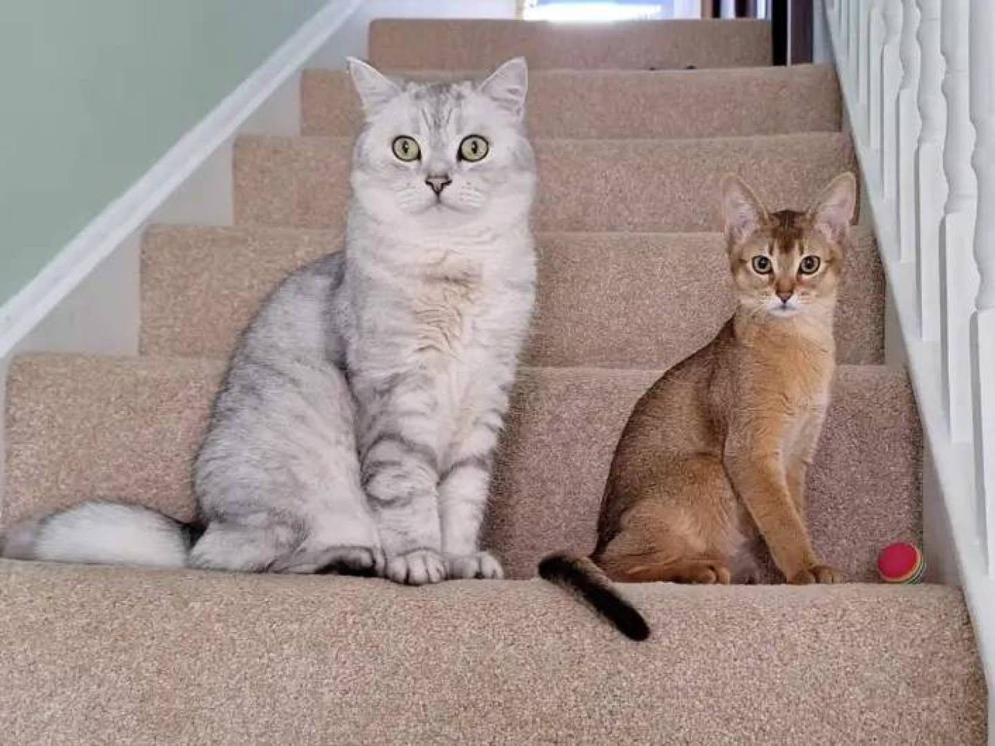 دراسة عالمية تربط بين سرطان القطط والبشر