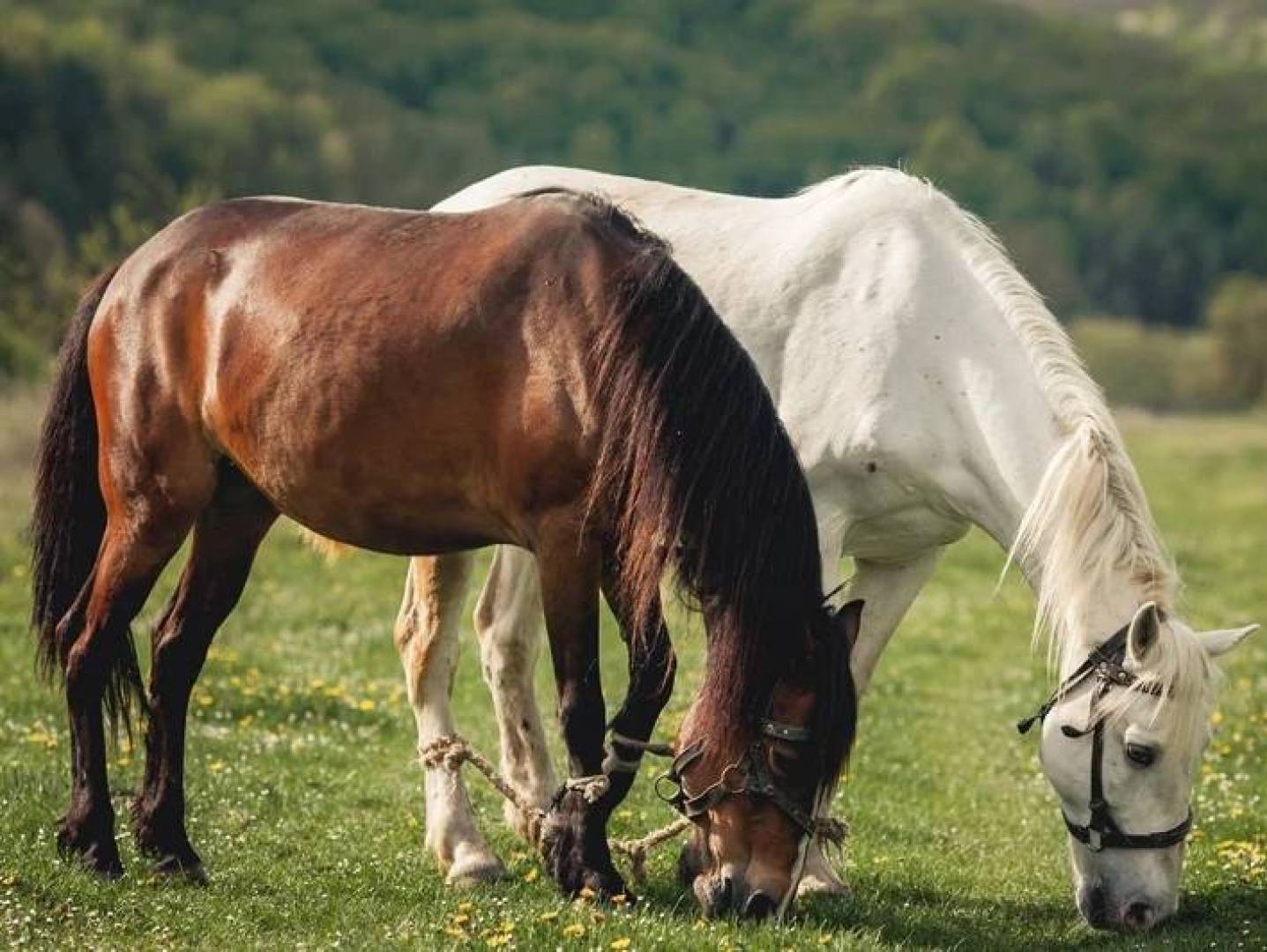 ابتكار روسي لروبوت حركة الحصان لتعزيز تعليم الفروسية بأمان للأطفال والمبتدئين