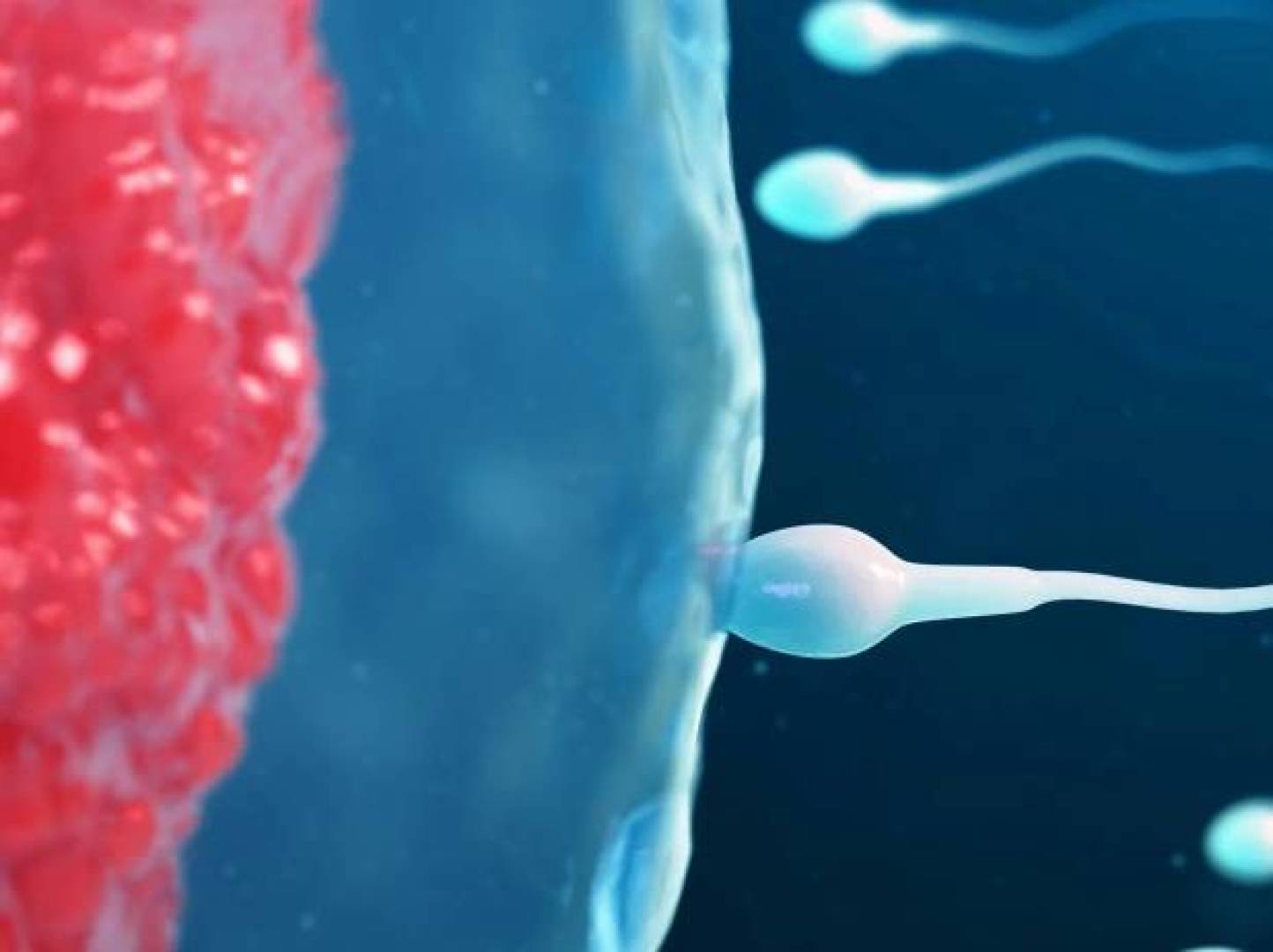 اكتشاف علمي جديد حول شيخوخة الحيوانات المنوية وتأثيرها على صحة الأبناء