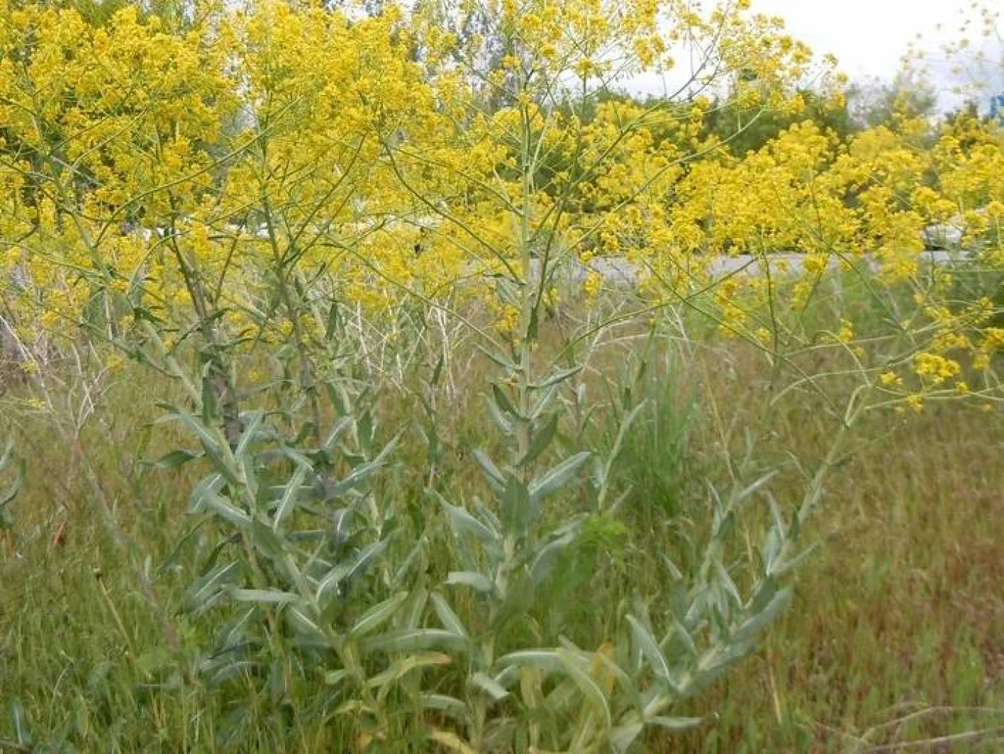 اكتشاف علمي جديد في عالم التواصل بين الحشرات والنباتات