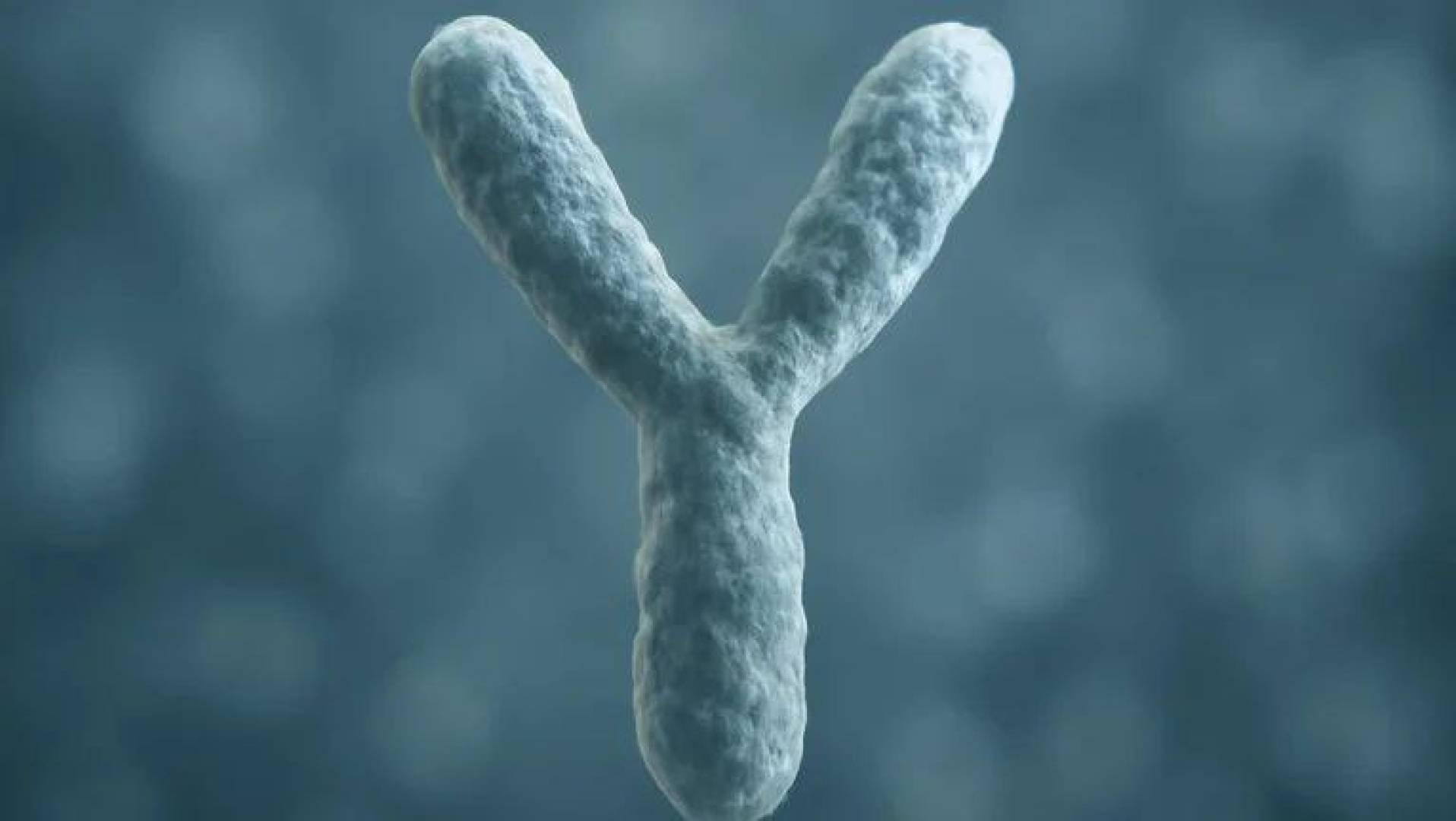 تأثير فقدان الكروموسوم Y على صحة الرجال دراسة علمية تكشف تأثير فقدان الكروموسوم Y