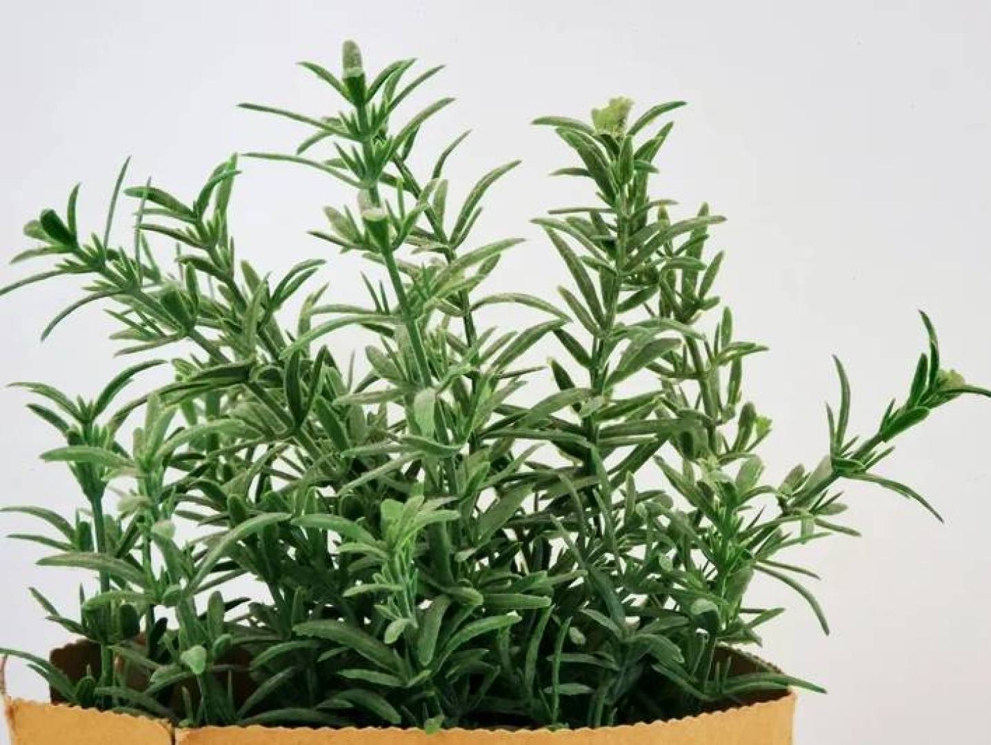 نتائج علمية جديدة حول تأثير إكليل الجبل على الدماغ أثناء العلاج الكيميائي