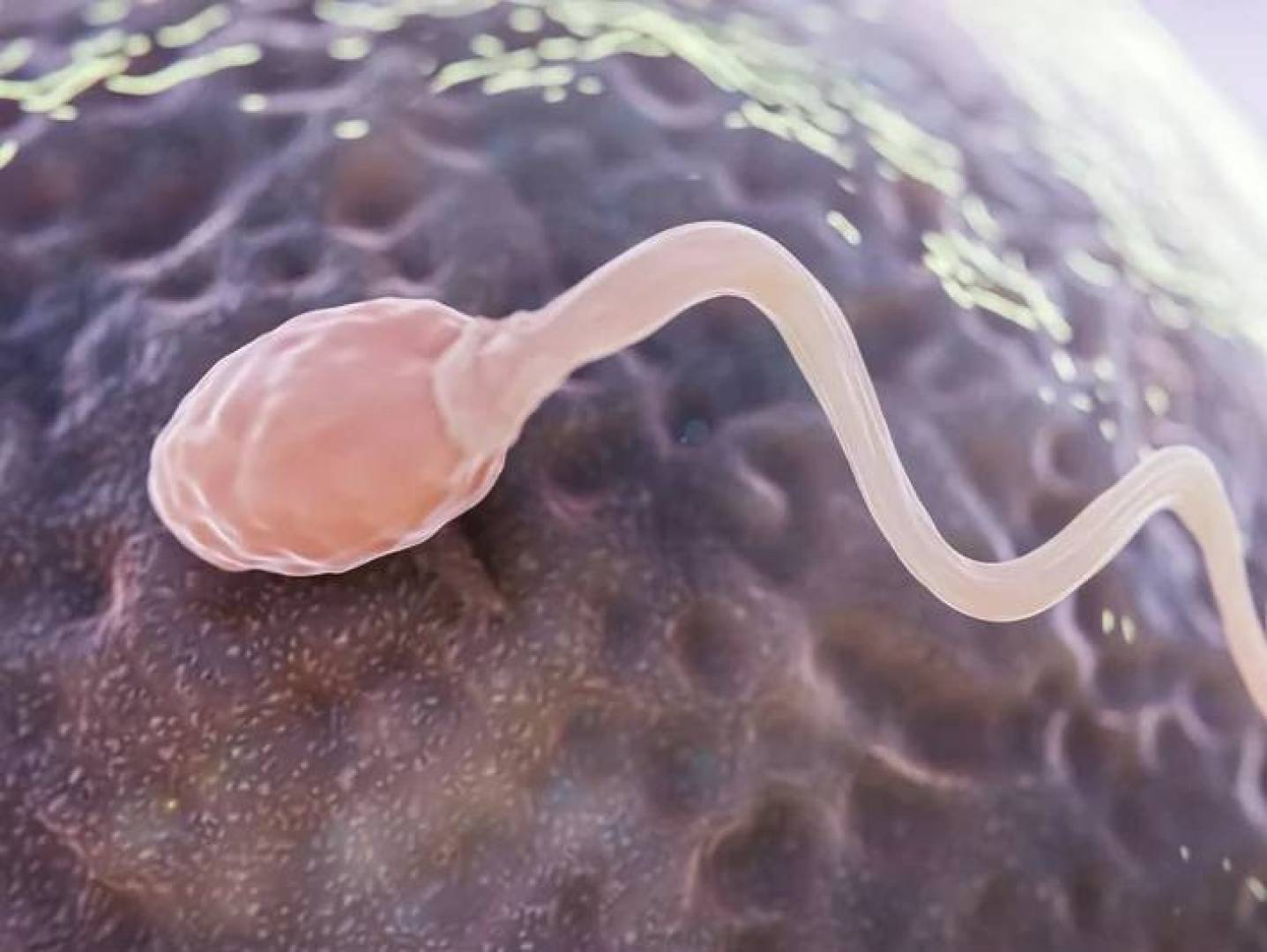 تأثير صحة الأب والاستجابة المناعية لديه على صحة الأبناء وسلوكهم