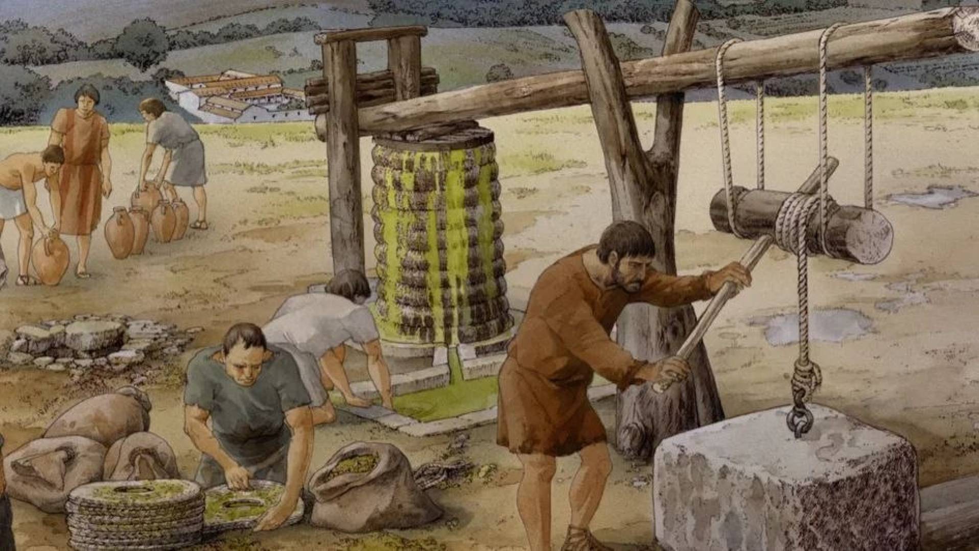 كجَيف تحول الزيتون إلى ركيزة للحياة في إيطاليا القديمة؟ أدلة أثرية تجيب