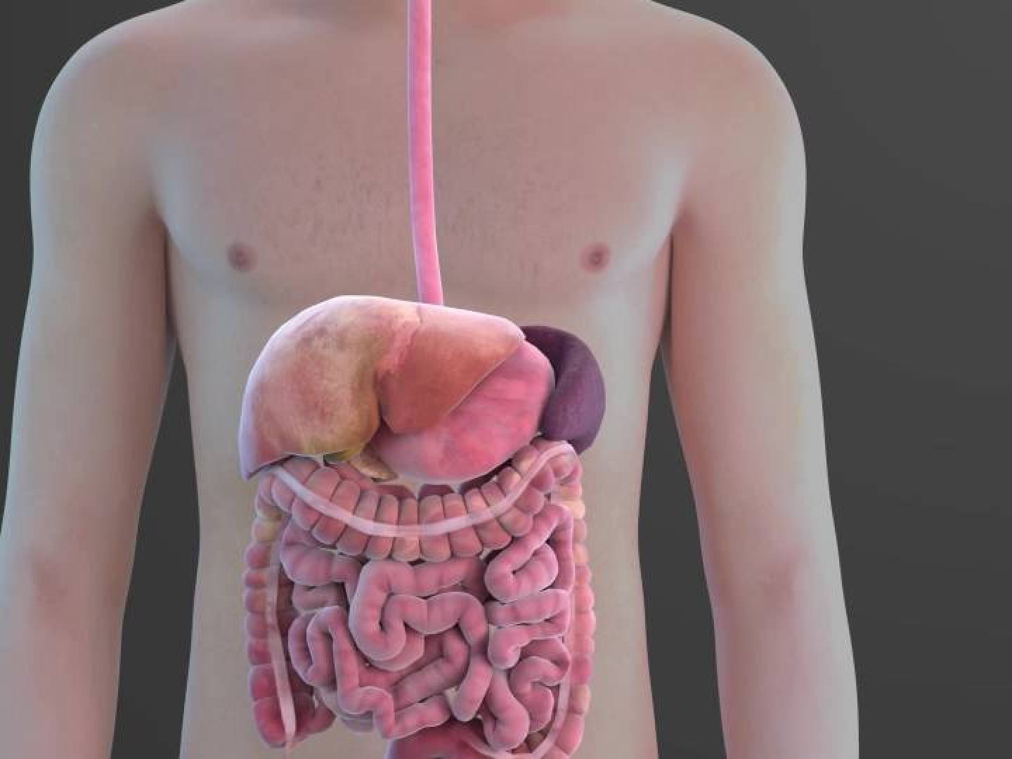 الجسم يميز بين الدهون الصحية والضارة وقد يمهّد لعلاجات السمنة