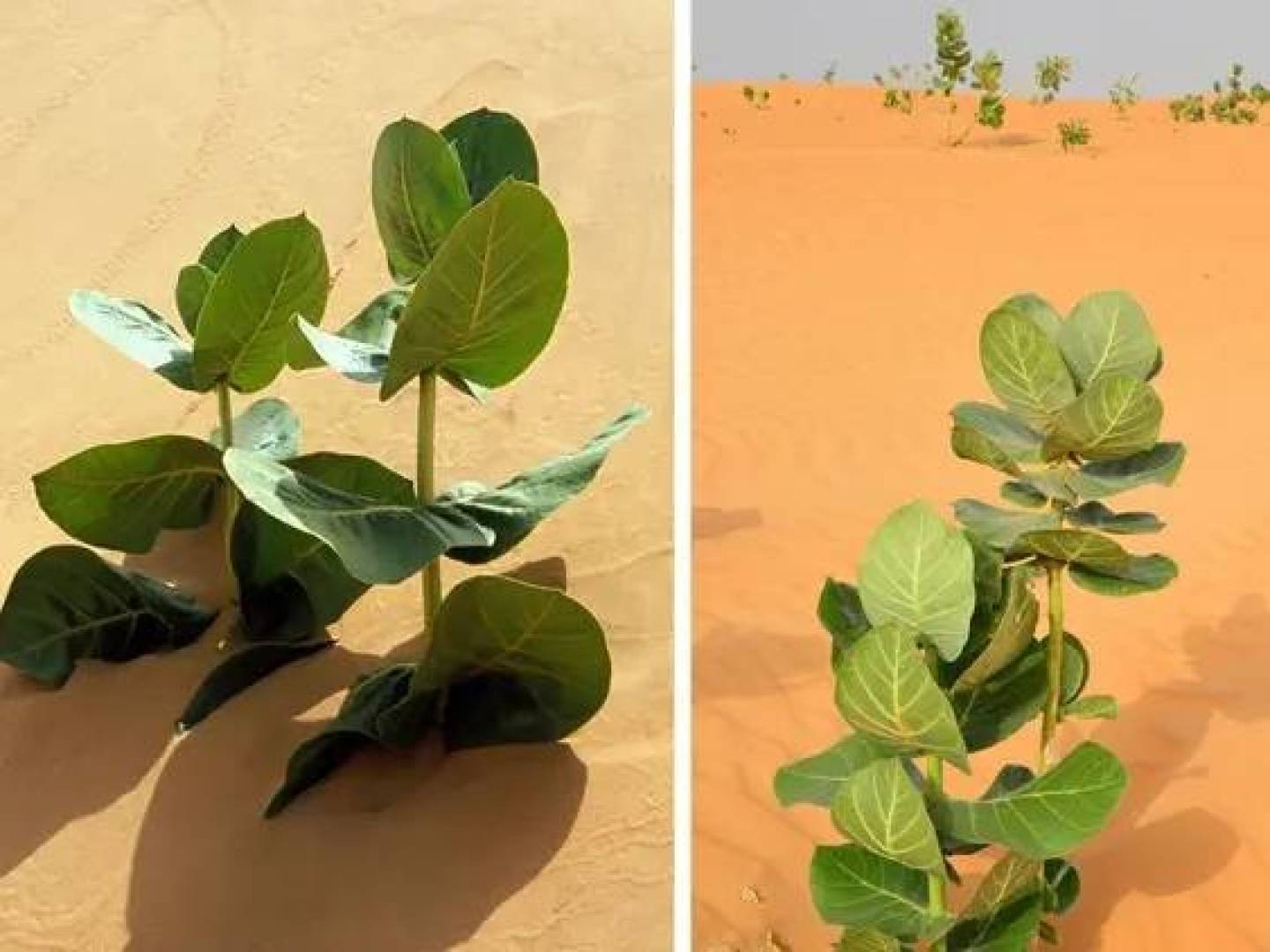 الصين تزرع مطاطا استراتيجيا عالي الجودة في صحراء غوبي