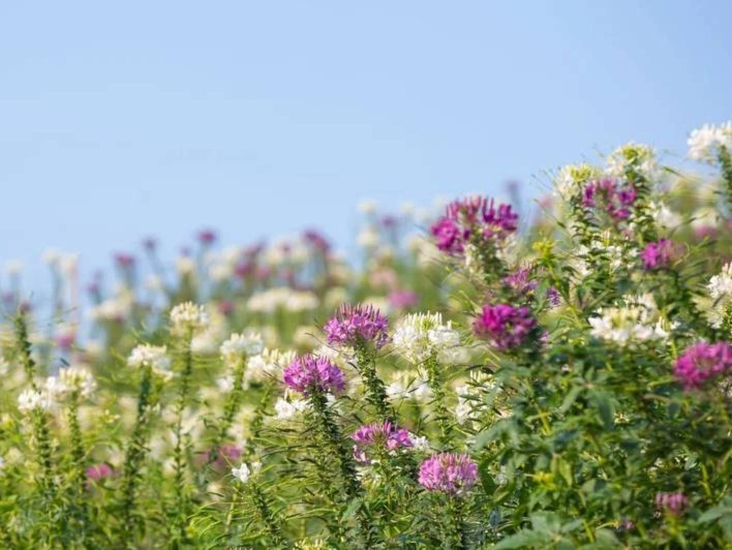 دراسة حديثة تربط مستخلص أزهار الخبيزة البرية بتقليل عدوانية السرطان