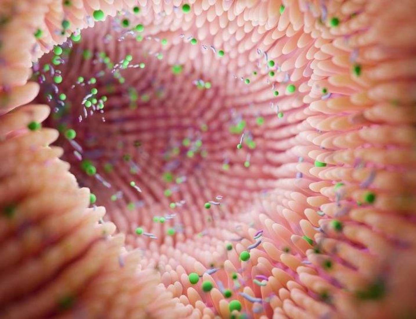 بكتيريا الأمعاء تتكرر بشكل ملحوظ وتدعم توازن الميكروبيوم وصحة الجهاز الهضمي