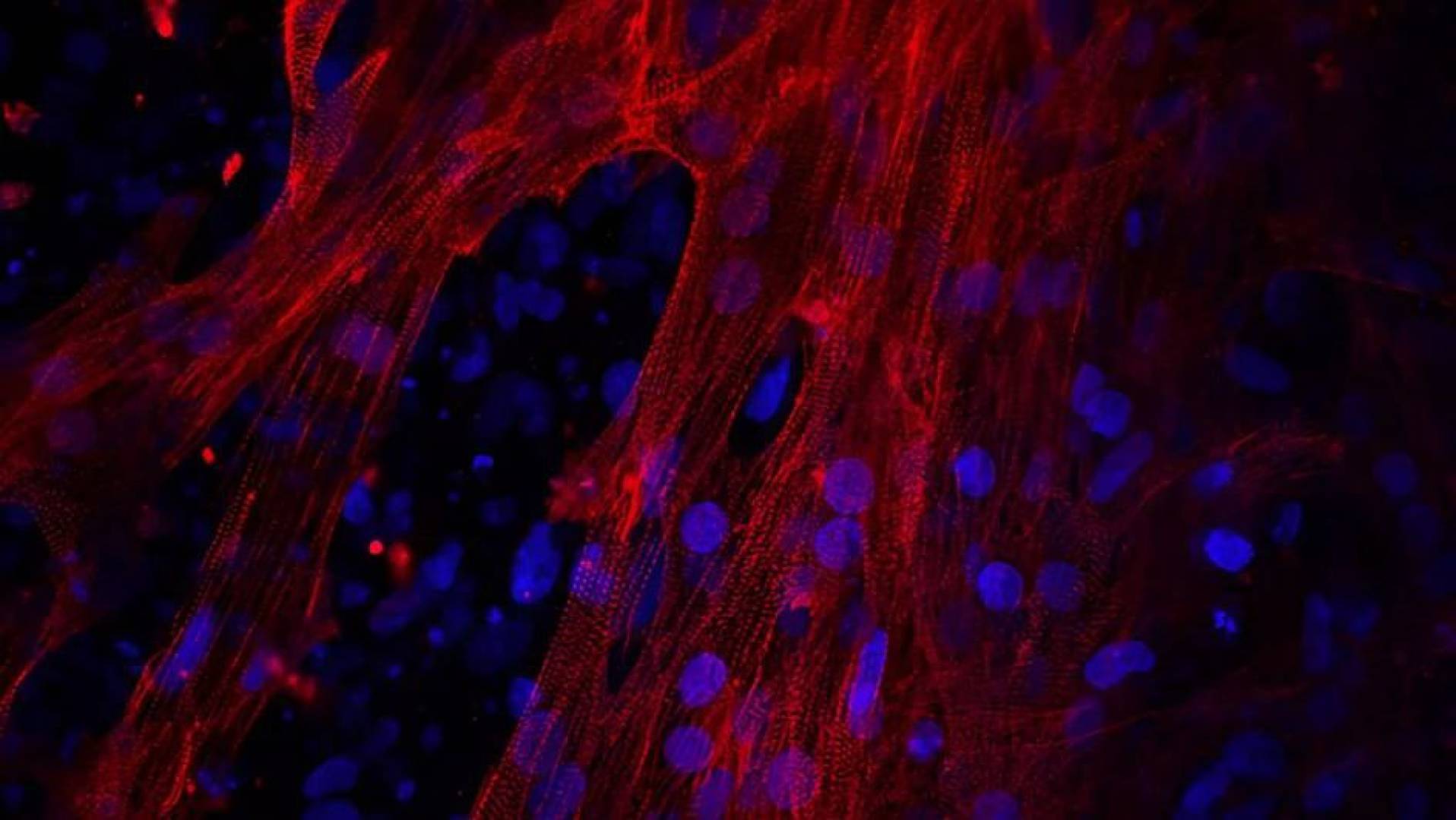 إنماء خلايا قلب بشرية نابضة من الخلايا الجذعية
