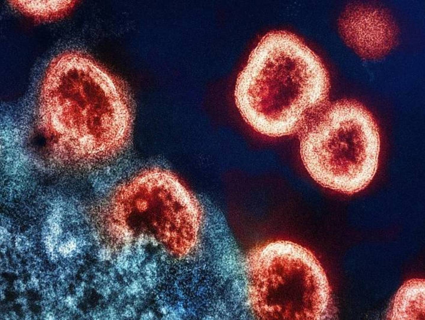 اختراق علمي جديد: علماء ينجحون في تنمية خلايا مناعية لمكافحة السرطان