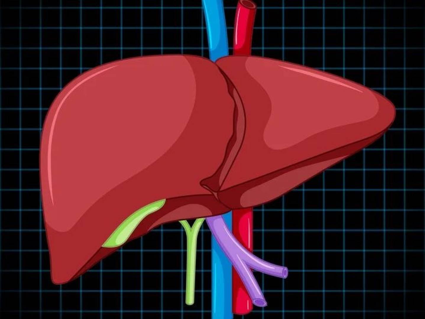 طباعة ثلاثية الأبعاد لكبد بشري مؤقتعلماء أمريكيون يطبعون أنسجة كبد بشري مؤقت لدعم المرضى