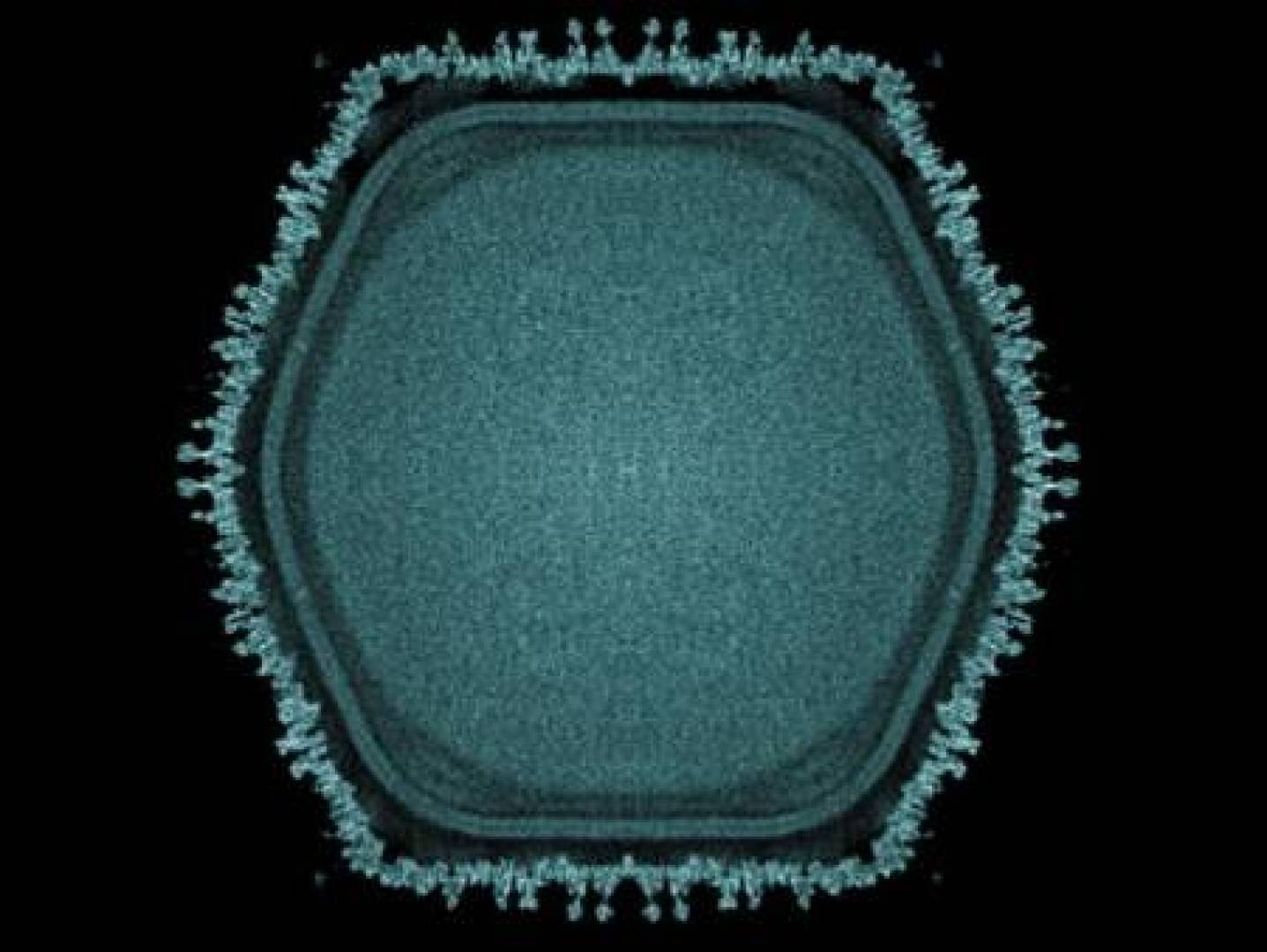 اكتشاف فيروس عملاق قد يوضح أصل الكائنات متعددة الخلايا