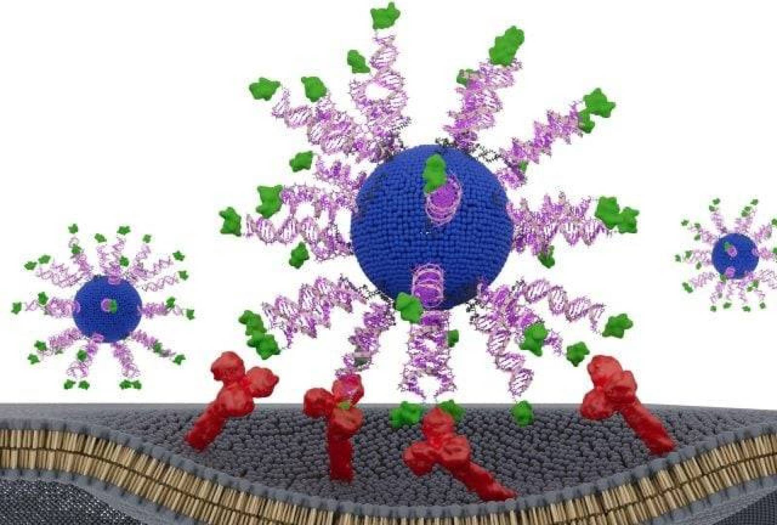تعديل نانوي بسيط يعزز فعالية لقاح سرطان HPV بشكل كبير