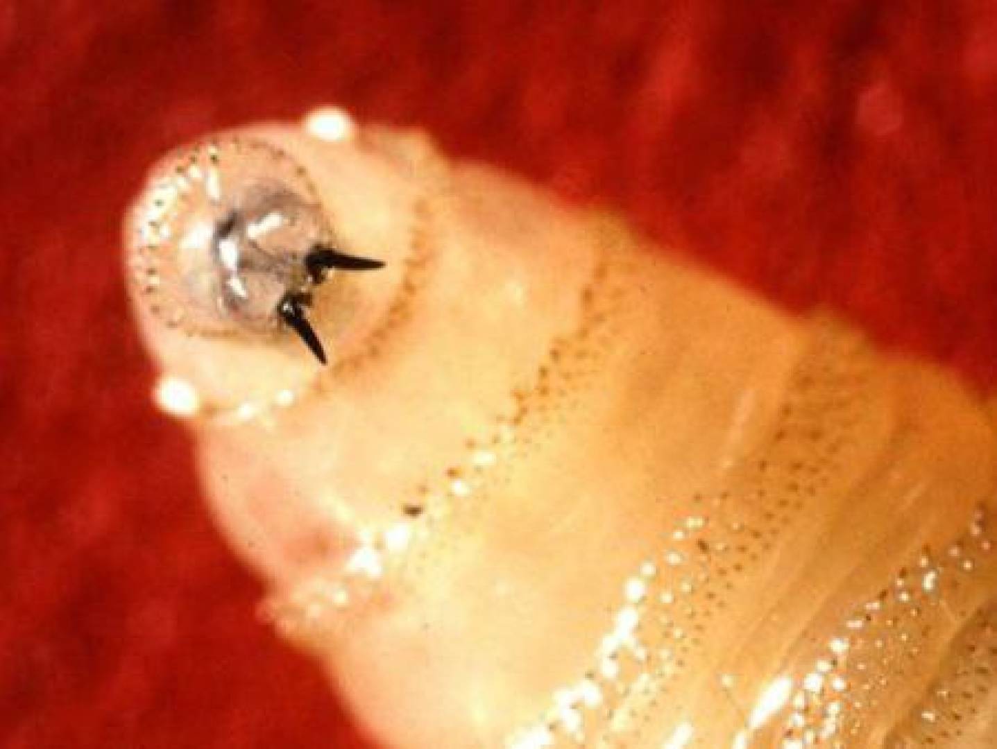 تحذر من انتشار طفيلي خطير آكل للحوم بالقرب من الحدود الأمريكية