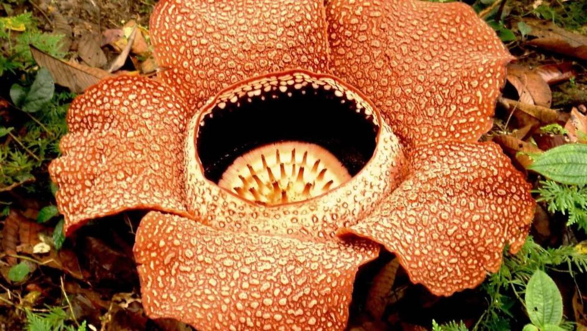 العثور على أكثر زهرة كريهة الرائحة في العالم والكشف عن طبيعة رائحتها