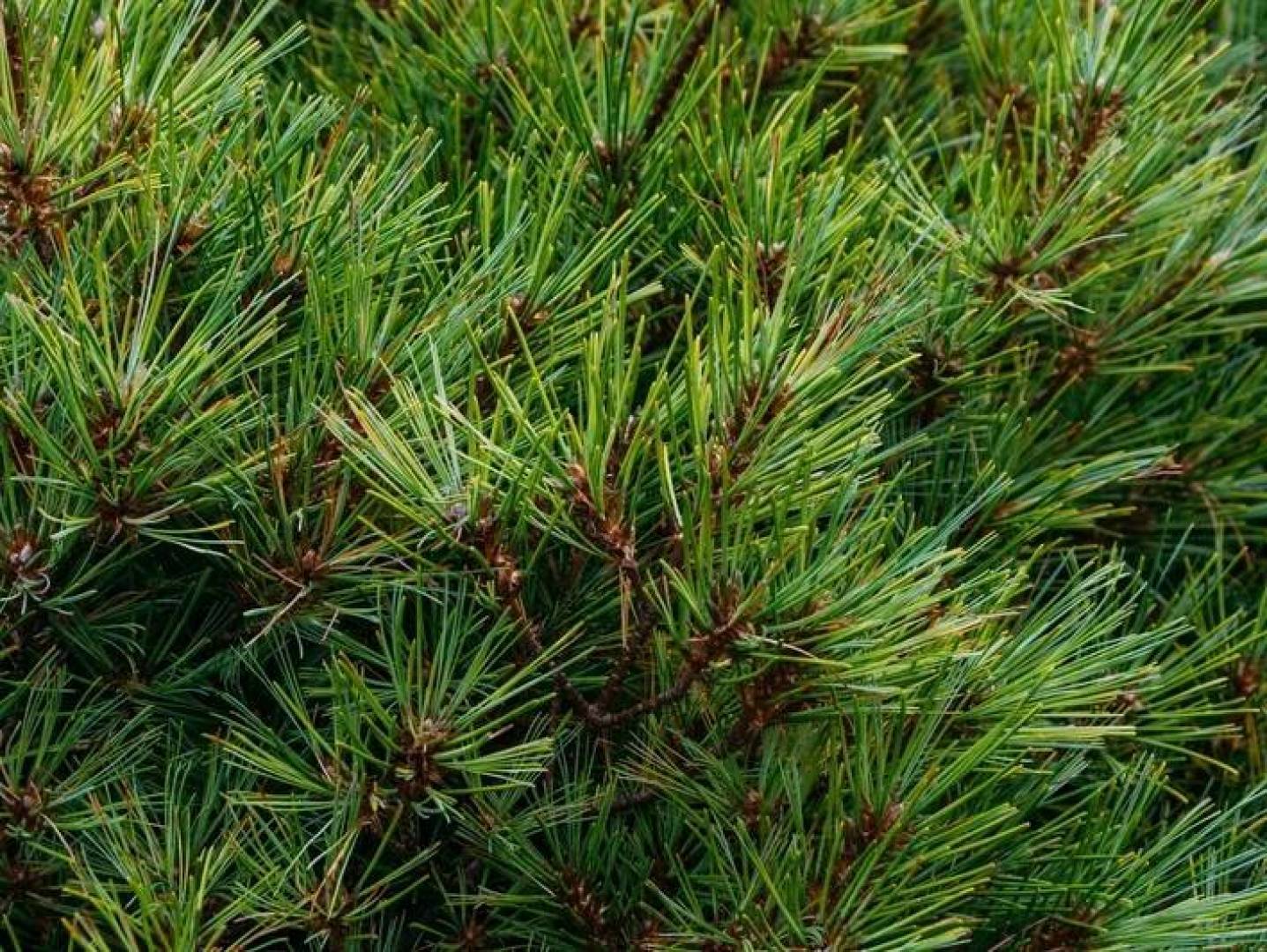 تطوير وسيلة بيئية جديدة لتنقية المياه تعتمد على لحاء شجر الصنوبر