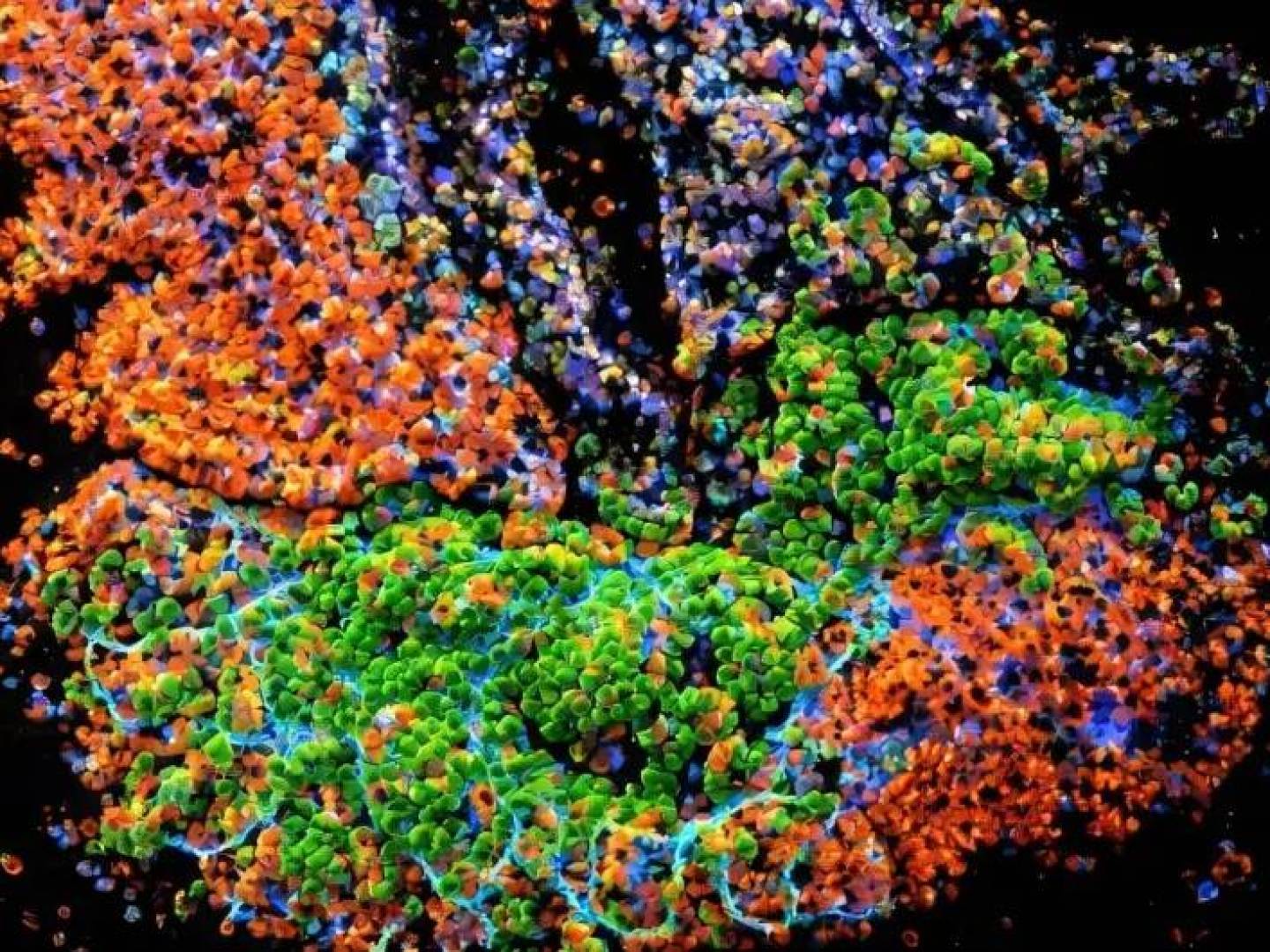 تقنية جديدة تسرّع اكتشاف أدوية القلب باستخدام أنسجة بشرية ثلاثية الأبعاد