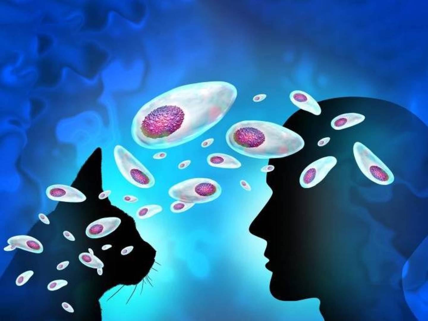 طفيلي الدماغ أكثر نشاطا وتعقيدا مما كنا نعتقد