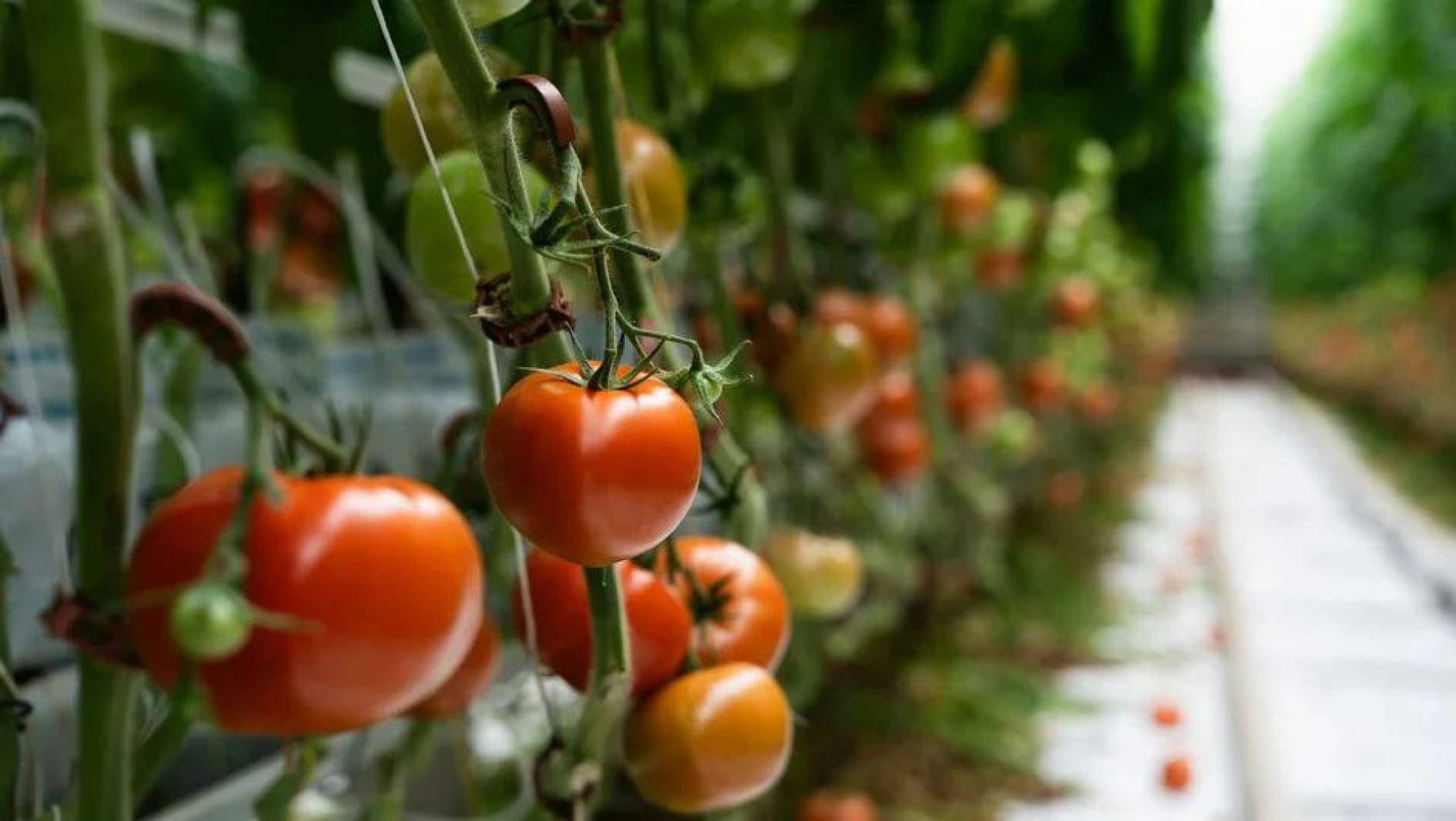 الصين                                                                                                                                                                                  تطوير صنف جديد من الطماطم برائحة الفشار